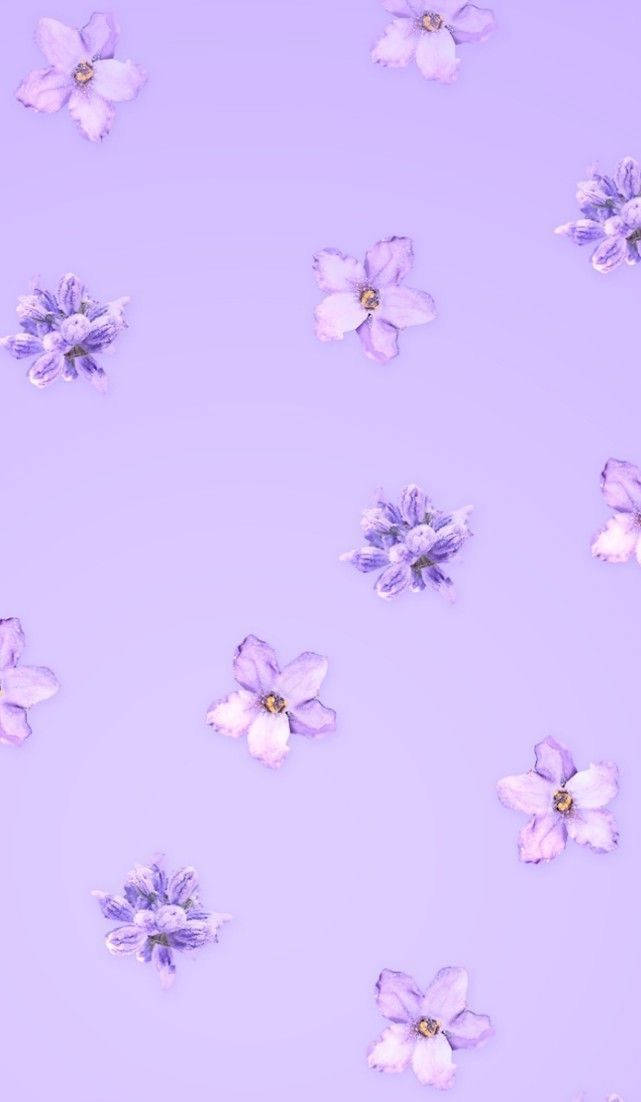 Aesthetic Purple Flower 桌布 壁紙 — 柔軟的薰衣草花朵在淡紫色背景上輕輕漂浮，構成寧靜簡約的畫面。