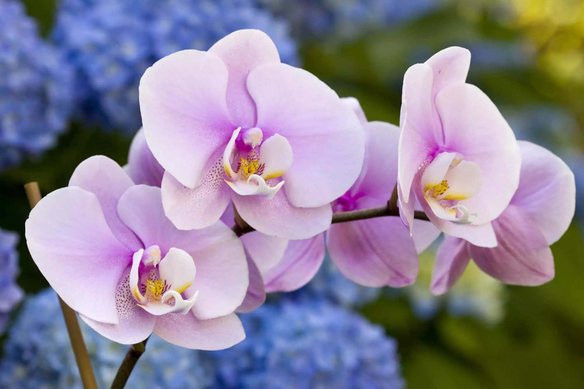 Orchid 桌布 壁紙 — 柔軟的薰衣草蘭花在模糊的藍色繡球花和綠色葉子背景下優雅地綻放。