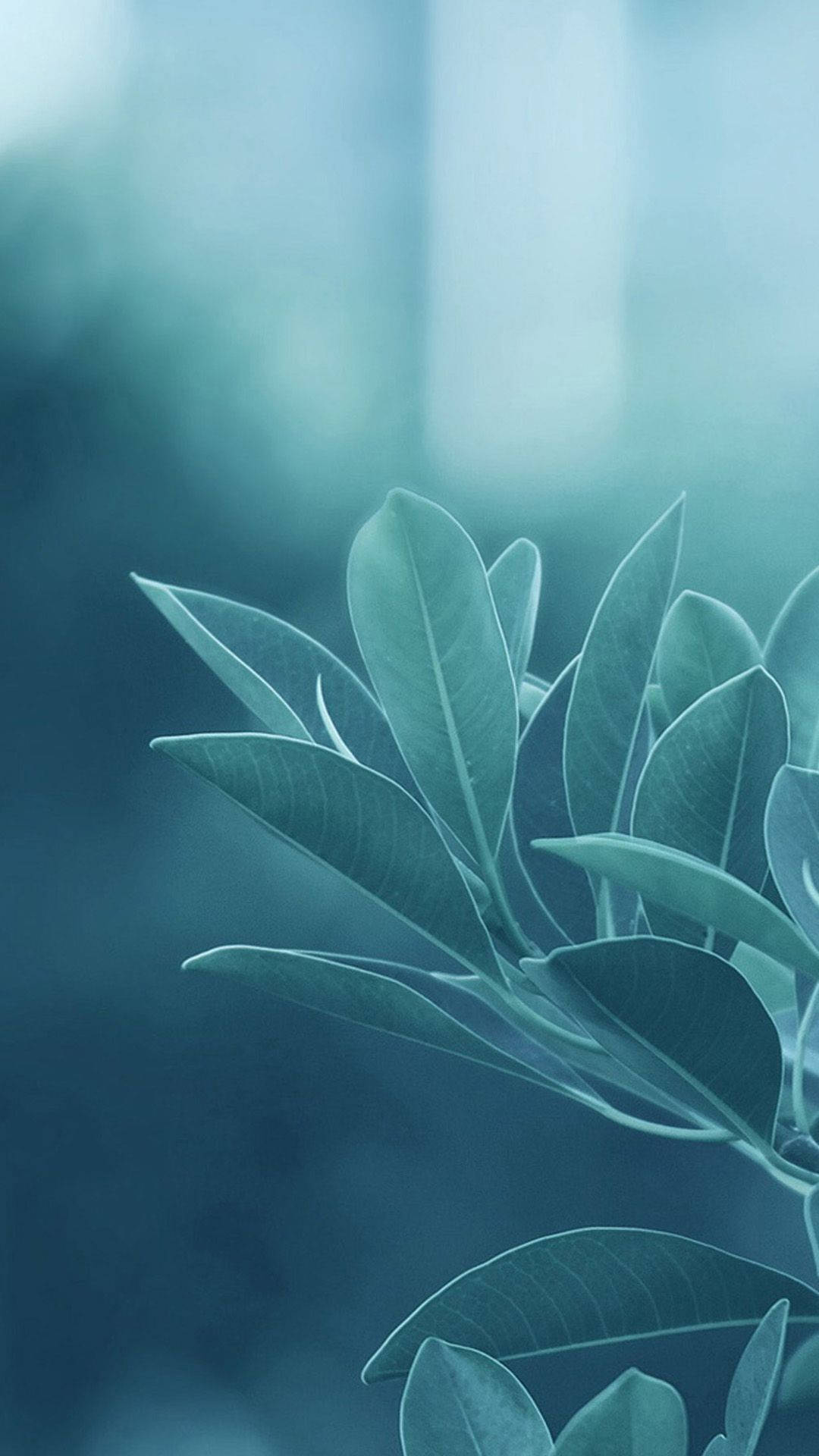 Plant 桌布 壁紙 — 柔軟的藍綠色葉子在朦朧的藍色背景下輕輕彎曲，呈現寧靜的特寫。