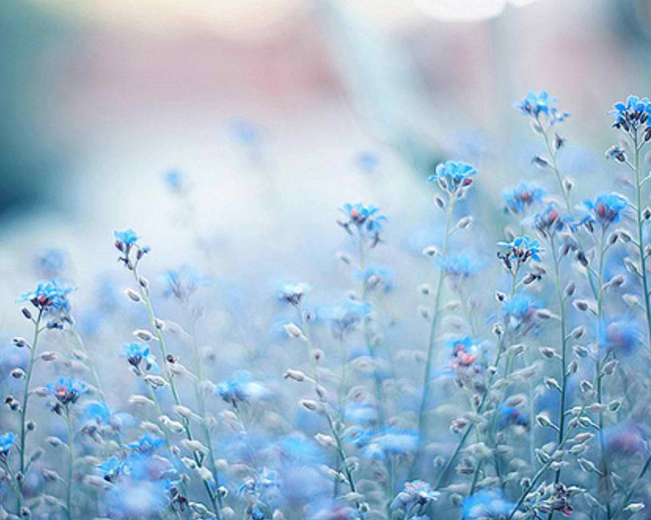 Blue Flower 桌布 壁紙 — 柔軟的藍色勿忘我花朵在夢幻、陽光明媚的草地上輕輕搖曳，背景為模糊的粉彩。