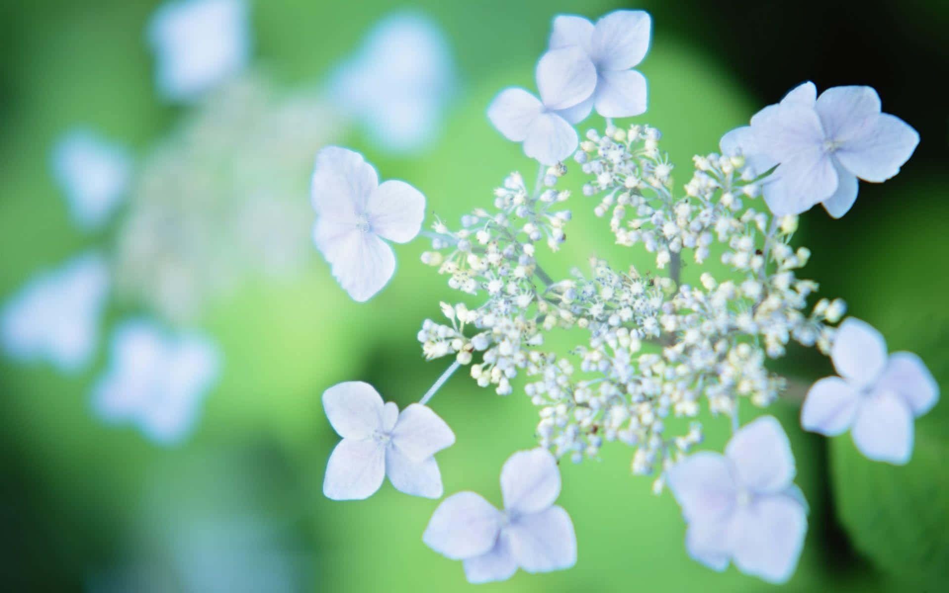 Pretty Flower 桌布 壁紙 — 柔軟的藍色繡球花，帶有精緻的白色花心，在茂盛的綠色模糊背景下盛開。
