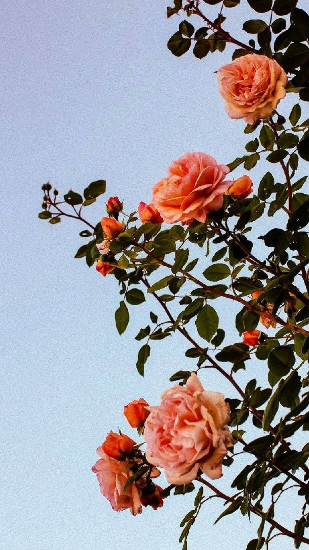 花朵美學動態圖 桌布 壁紙 — 柔軟的蜜桃玫瑰在淡藍色的天空下綻放，呈現細膩的向上視角。