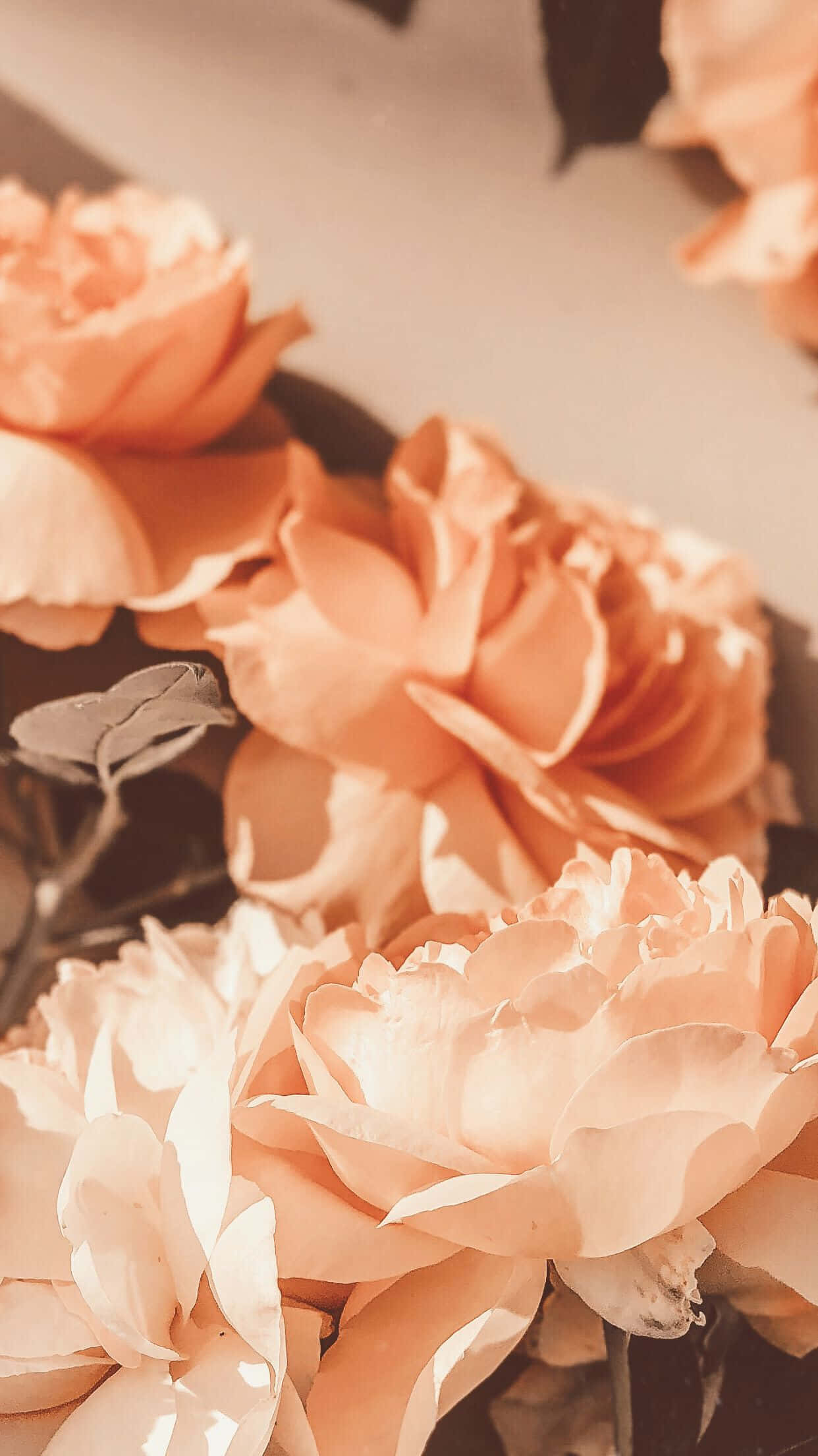 Peach 桌布 壁紙 — 柔軟的蜜桃玫瑰在溫暖陽光下盛開，花瓣細膩，陰影柔和，營造出寧靜的花卉靜物畫。