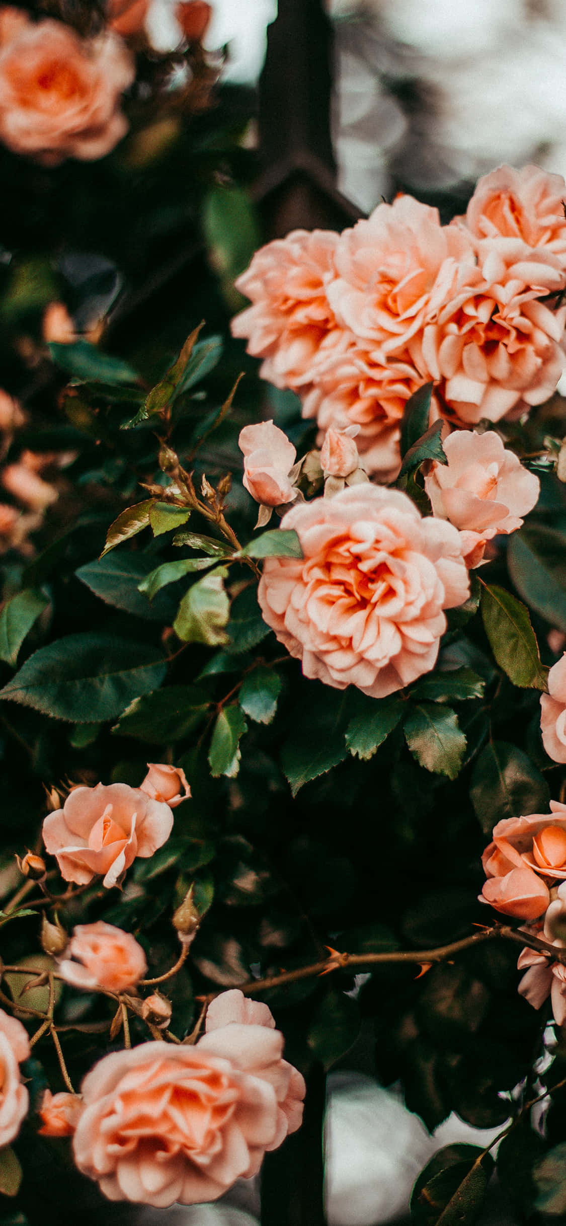 Cute Rose 桌布 壁紙 — 柔軟的蜜桃玫瑰在陽光普照的花園場景中，在深綠色葉子的襯托下茂盛綻放。