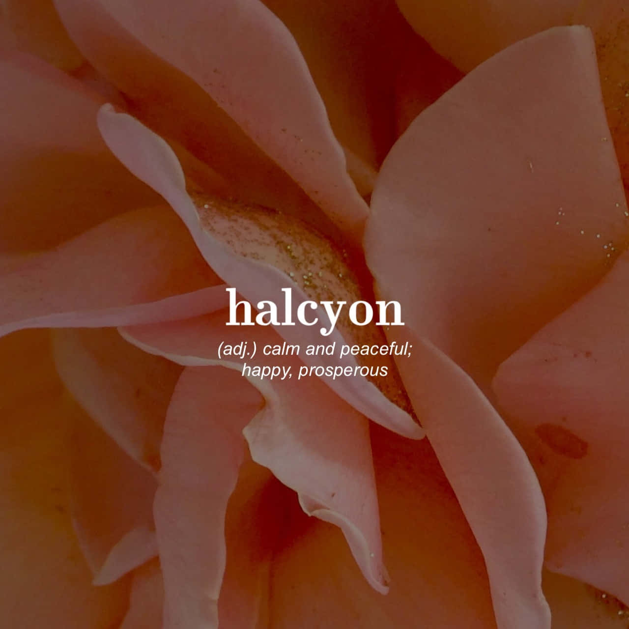 蜜桃色玫瑰花瓣特寫，帶有文字疊加定義halcyon為平靜、和平、快樂、繁榮。 — 美學字眼 壁紙