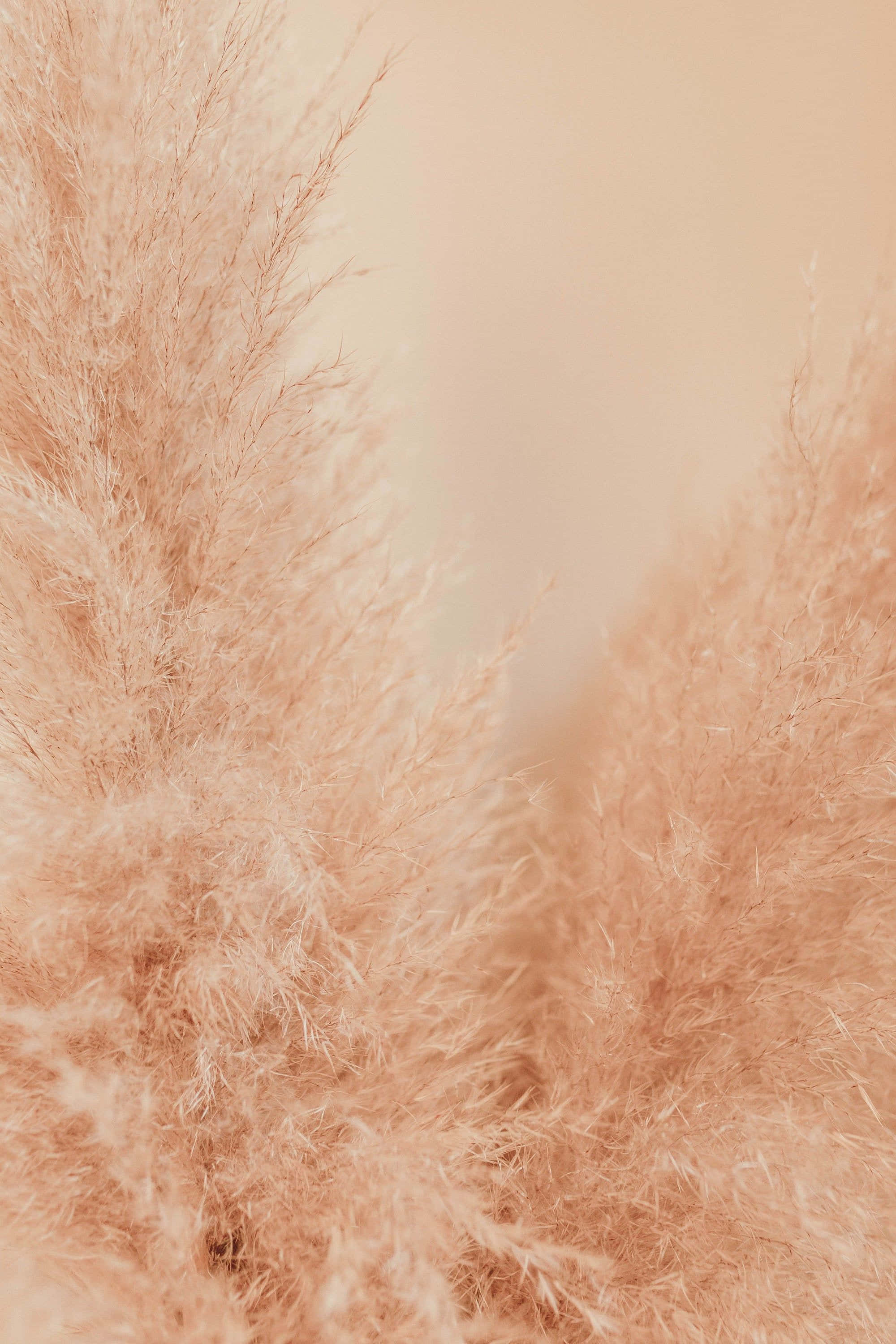 Pampas Grass 桌布 壁紙 — 柔軟的蜜桃色蒲葦羽狀花穗在溫暖的米色背景下輕輕搖曳，呈現寧靜的特寫。