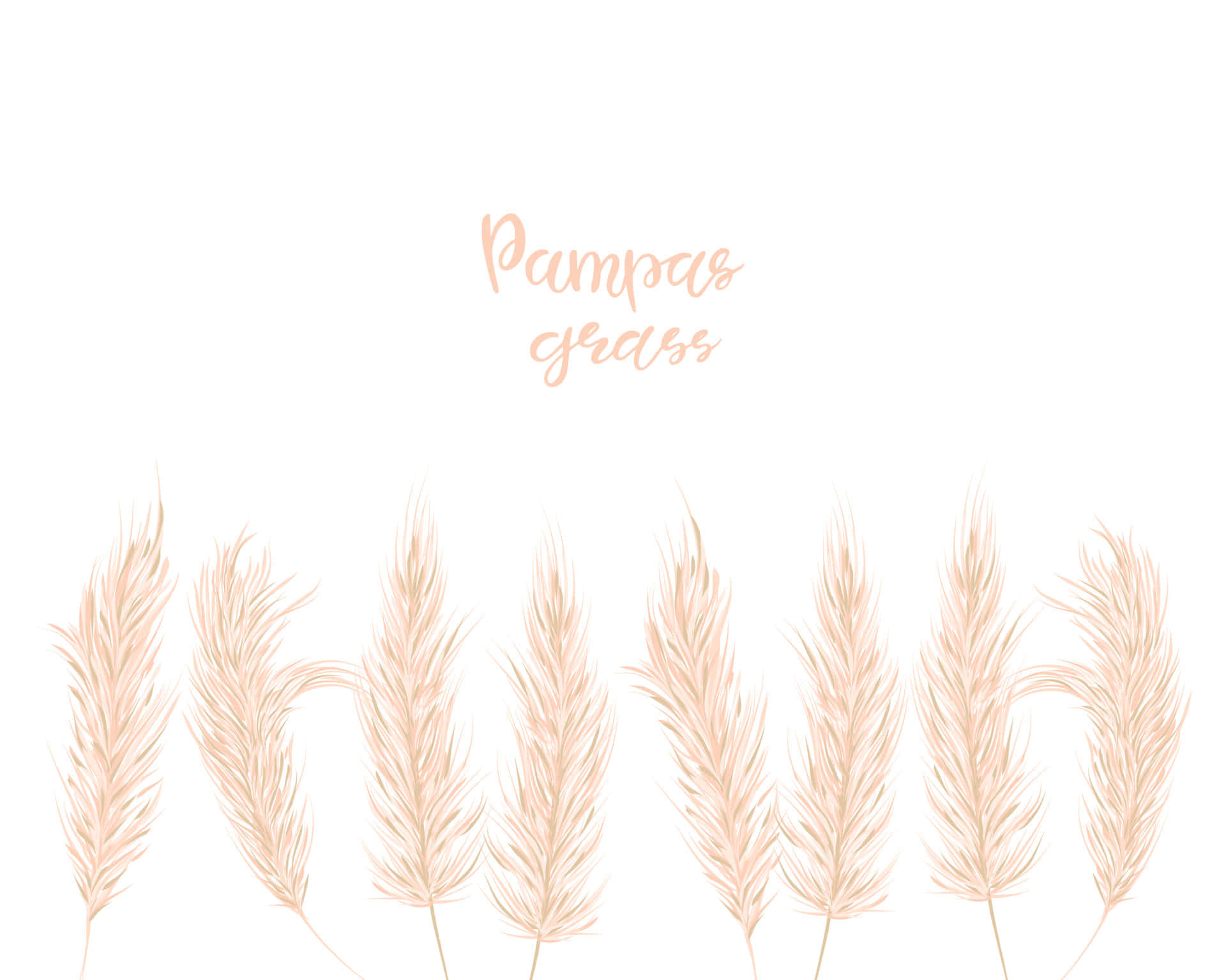 Pampas Grass 桌布 壁紙 — 柔軟的蜜桃色蒲葦羽狀花穗整齊排列在潔白背景上，配以優雅的手寫體文字。