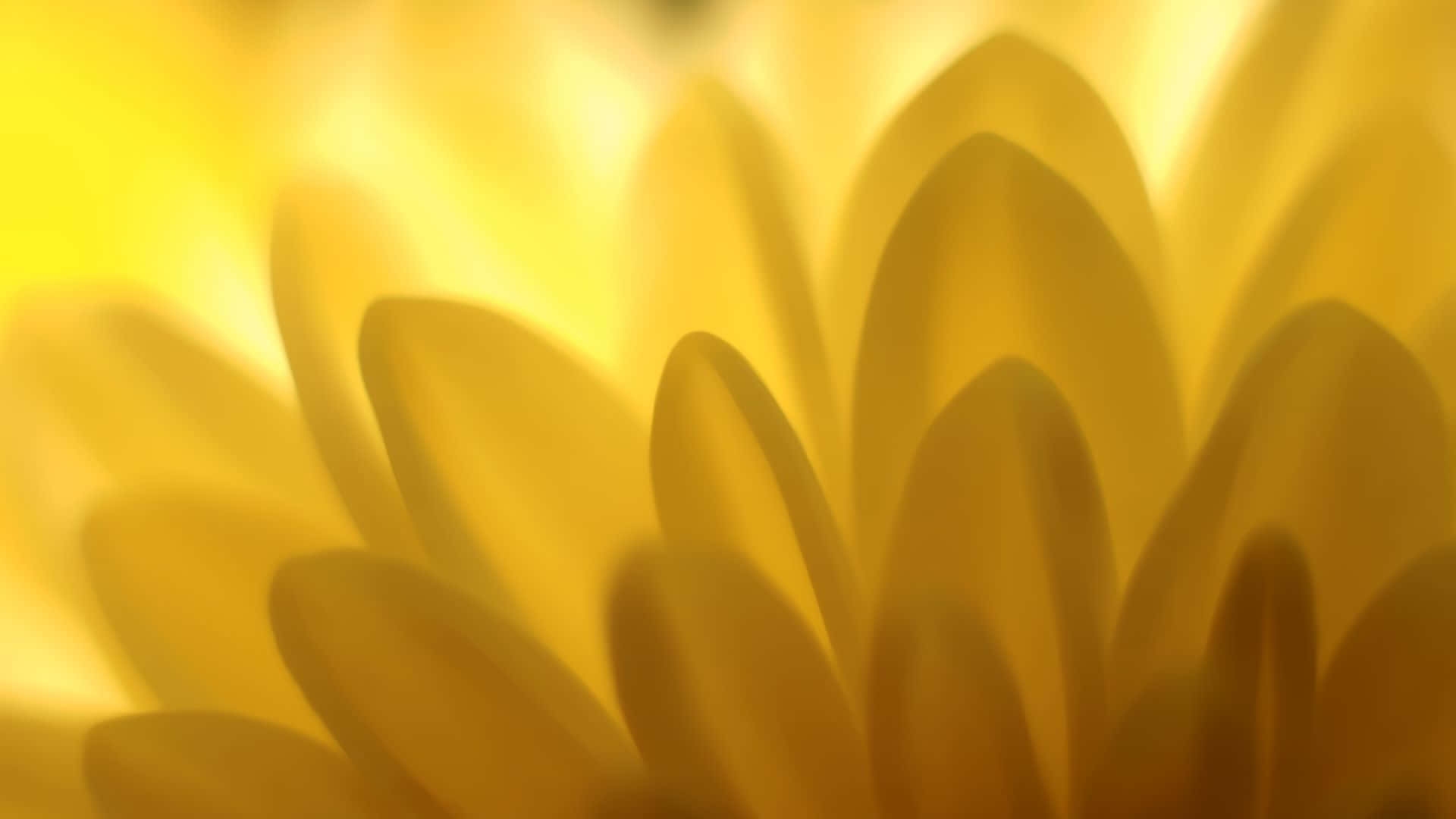 黃色美學 桌布 壁紙 — 柔軟的金色花瓣在溫暖光線中以淺景深綻放。