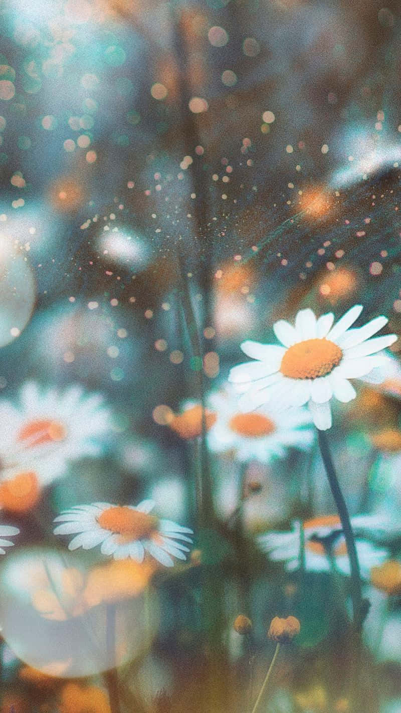 Android Daisies 桌布 壁紙 — 柔軟的雛菊在夢幻般的田野中盛開，閃爍的散景燈光和溫暖的金色粒子在空中飄浮。