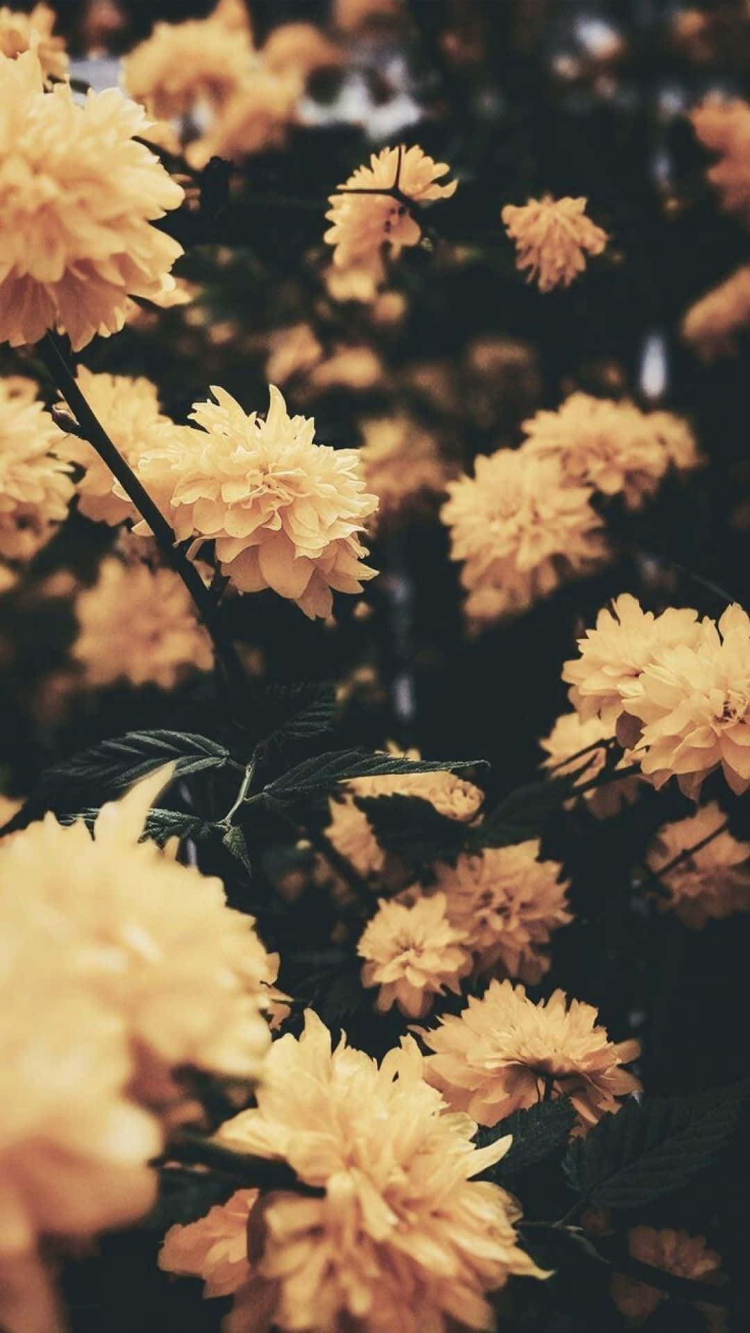 桌布 壁紙 — 柔軟的黃色花朵在深色樹枝上密集綻放，背景模糊，營造出溫暖寧靜的花卉場景。