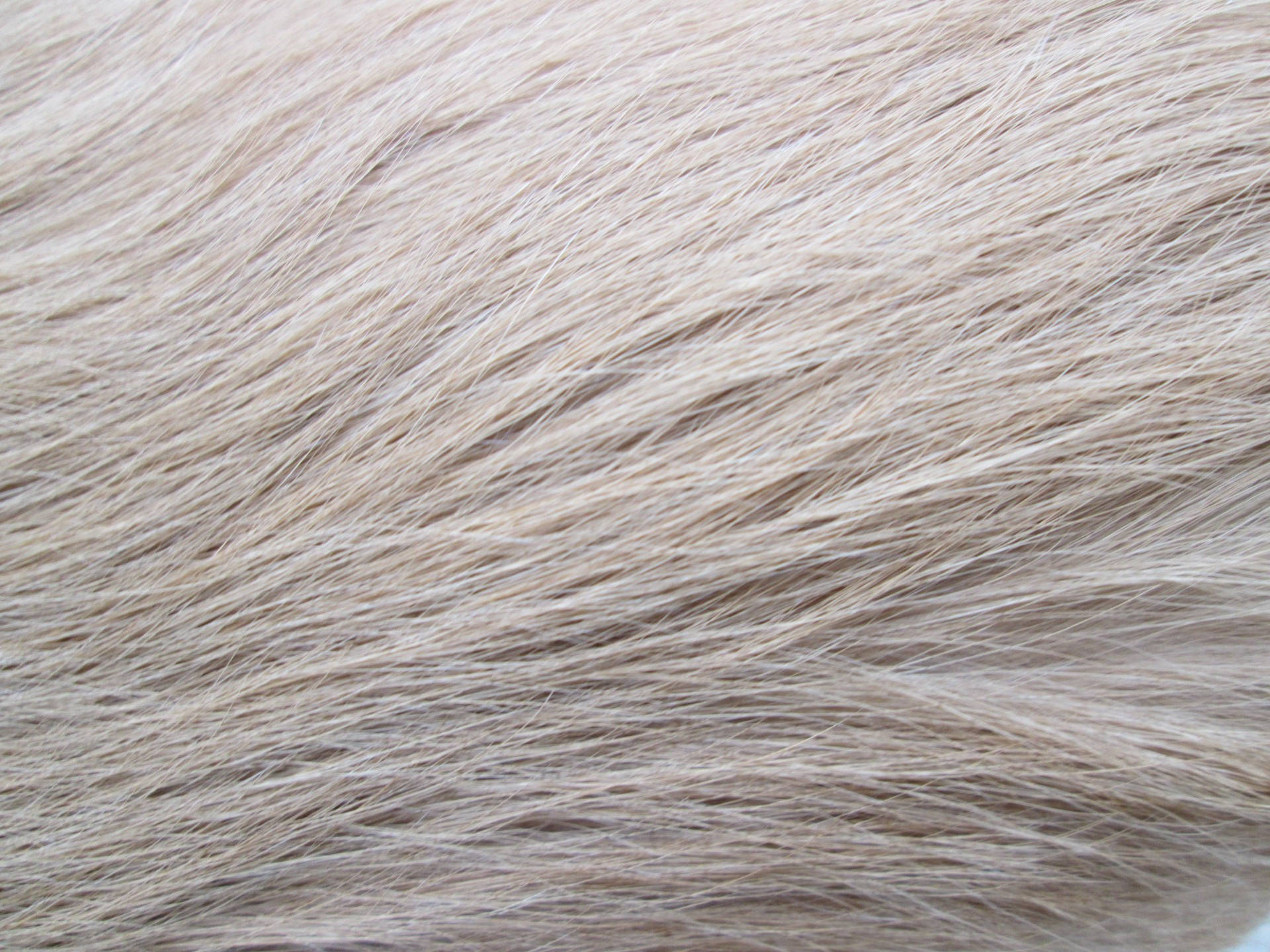 fur 桌布 壁紙 — 柔軟米色動物毛皮的近距離特寫，細毛絲斜向流過畫面。