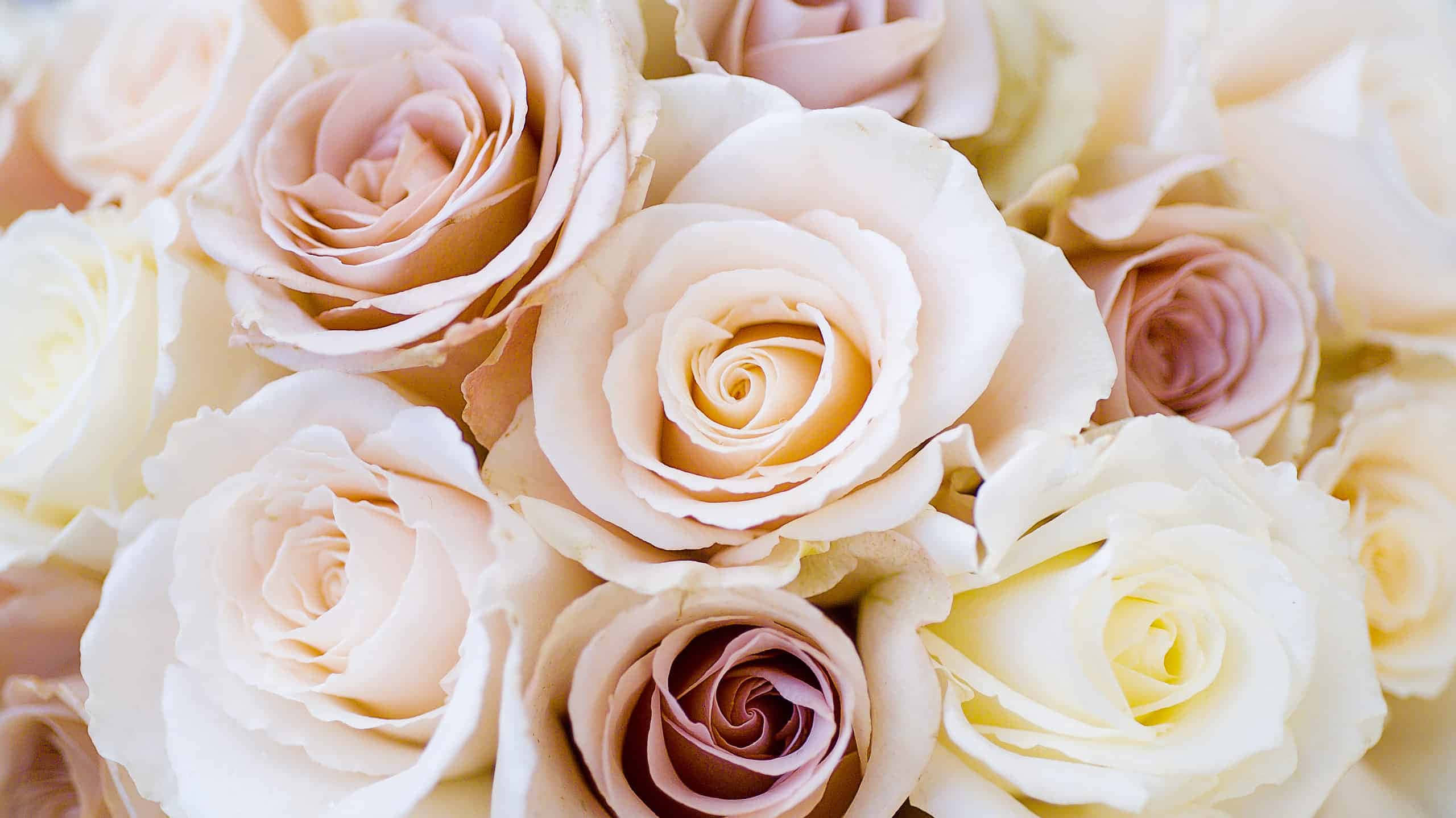 Rose Flower 桌布 壁紙 — 柔軟粉彩玫瑰的特寫，色調為奶油白桃和紫紅色，帶有精緻的層層花瓣。