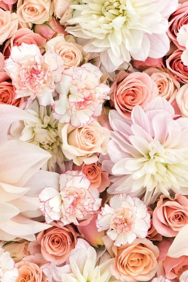iPhone Flower 桌布 壁紙 — 柔軟粉紅、蜜桃和奶油色花朵（包括玫瑰、大麗花和康乃馨）盛開的茂密特寫。