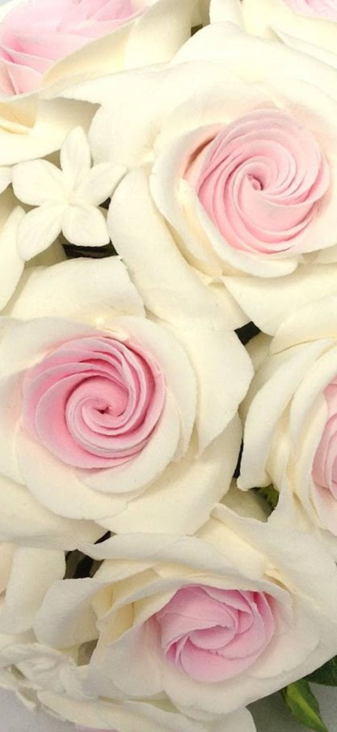 rose aesthetic phone 桌布 壁紙 — 柔軟粉紅和奶油白色玫瑰的特寫，帶有精緻的花瓣，以及一朵小白星形花朵點綴其中。
