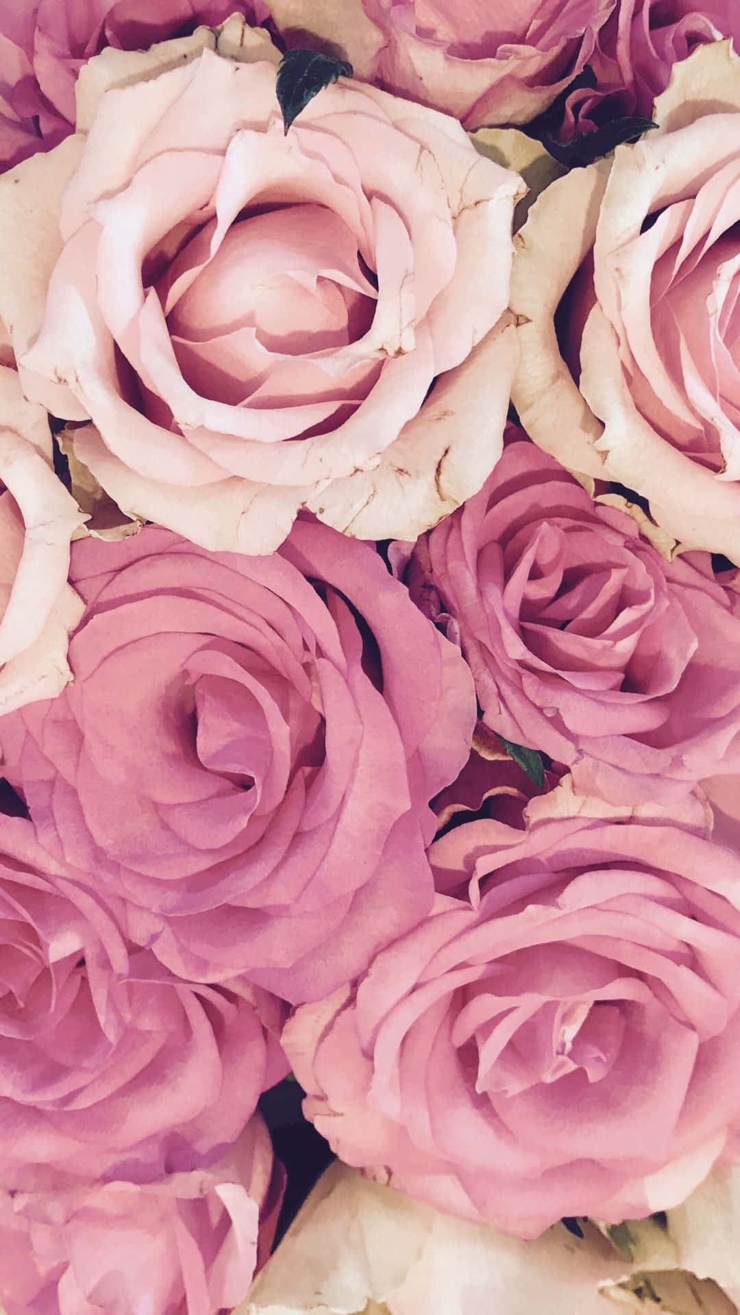 HD Rose 桌布 壁紙 — 柔軟粉紅和紫紅玫瑰的特寫，帶有精緻花瓣和微妙陰影，營造浪漫花卉質感。