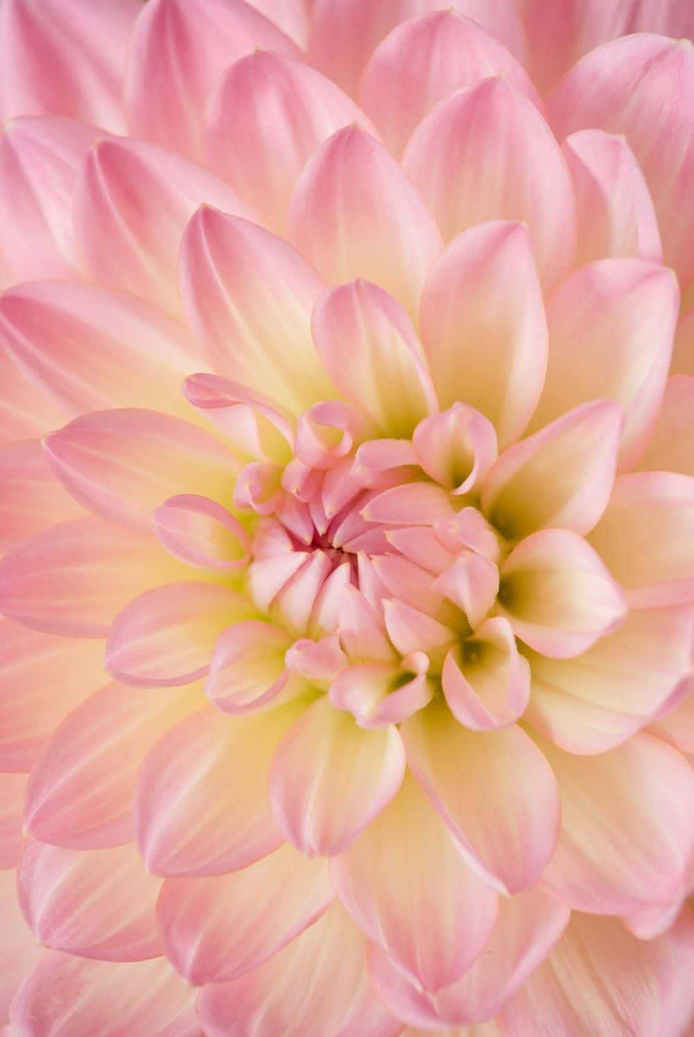 Flower Art 桌布 壁紙 — 柔軟粉紅大麗花的特寫，細膩分層的花瓣在中心過渡到奶油黃色。