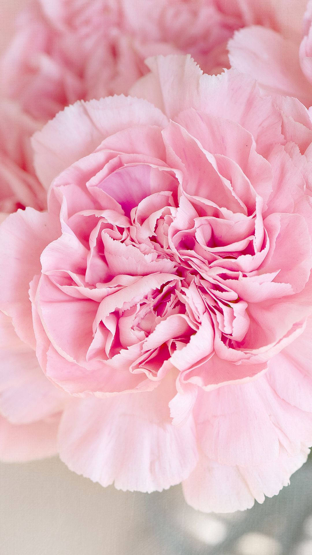 Carnation 桌布 壁紙 — 柔軟粉紅康乃馨的特寫，帶有精緻的褶邊花瓣和柔和的色彩漸變。