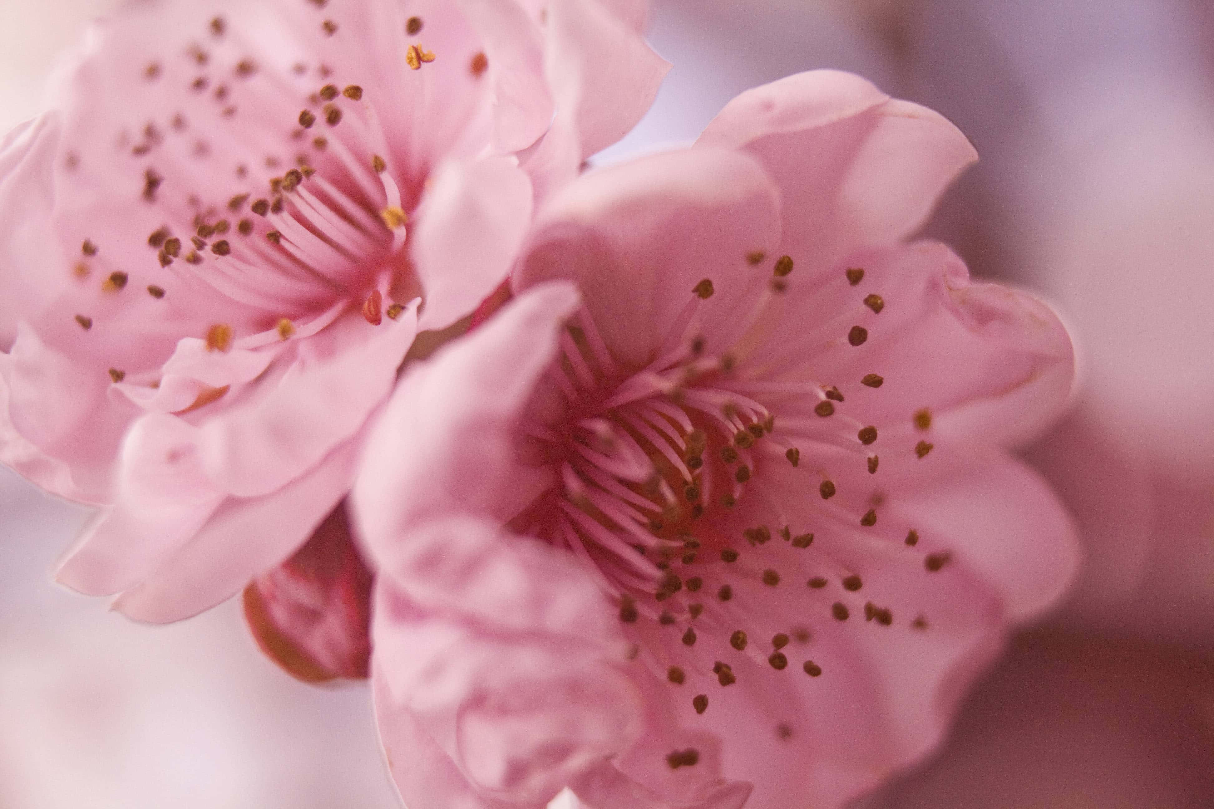 Pink Flowers 桌布 壁紙 — 柔軟粉紅櫻花近距離特寫，帶有精緻雄蕊和模糊背景。