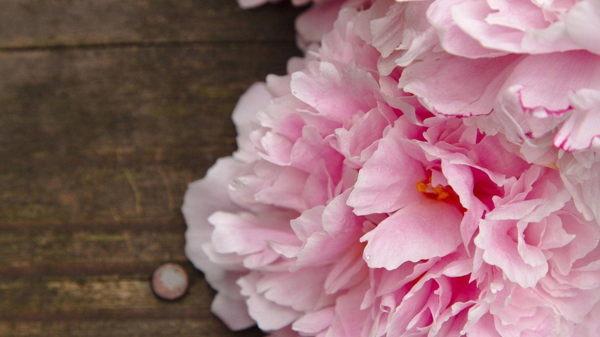 Peony 桌布 壁紙 — 柔軟粉紅牡丹的近距離特寫，帶有精緻層層花瓣，放置在質樸的深色木質表面上。