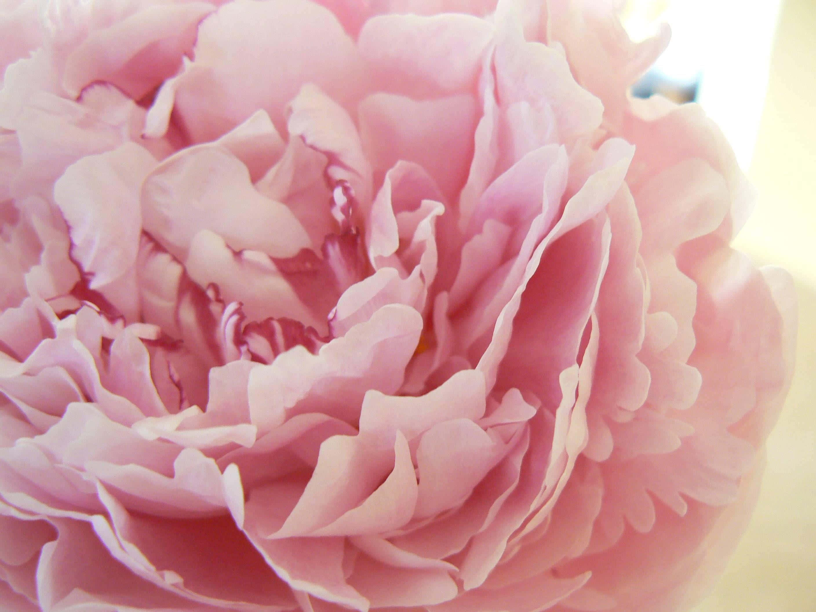 Peony 桌布 壁紙 — 柔軟粉紅牡丹的近距離特寫，精緻層層花瓣沐浴在溫暖自然光中。