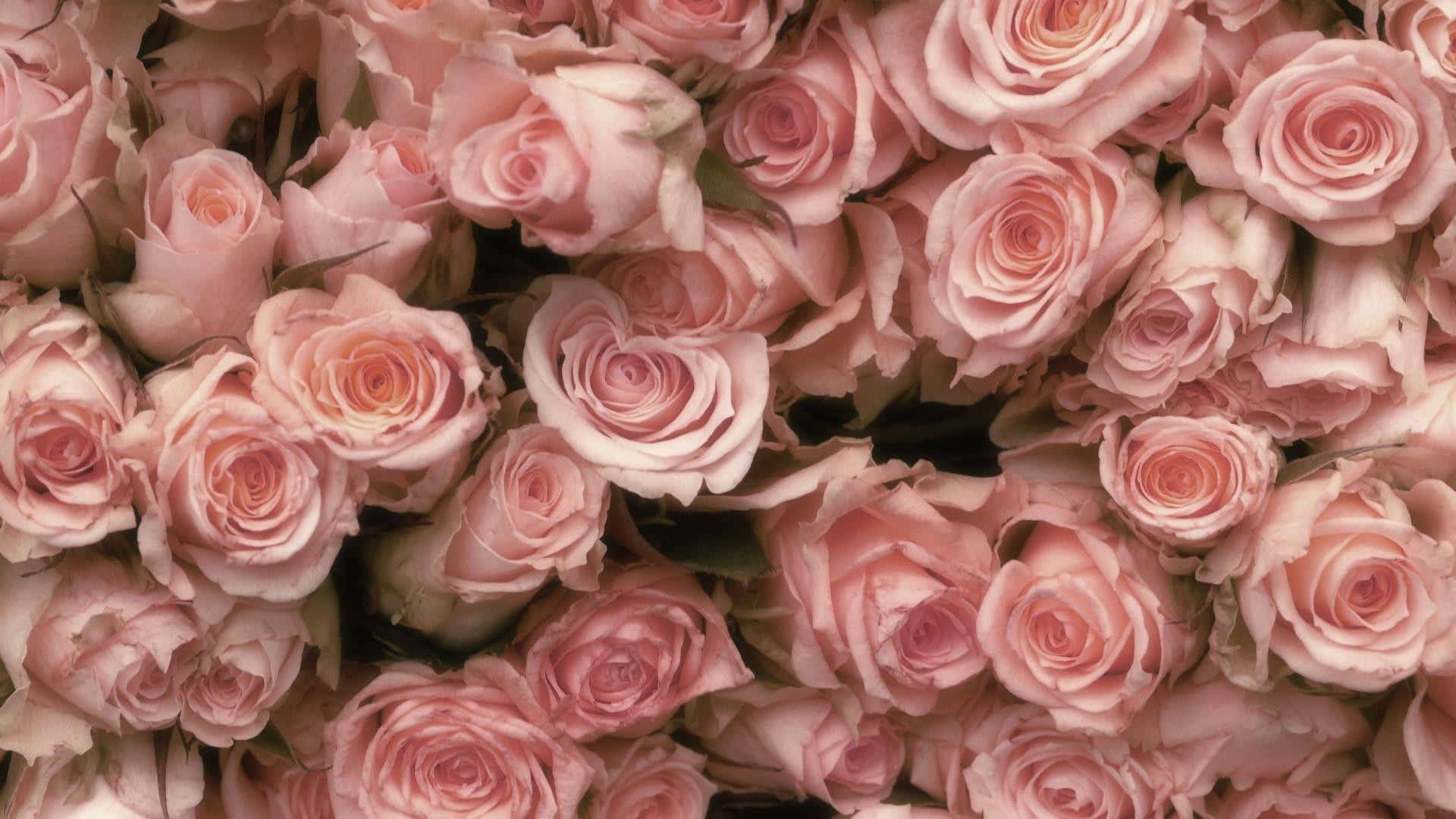 Rose Flower 桌布 壁紙 — 柔軟粉紅玫瑰的密集特寫，帶有精緻層層疊疊的花瓣和微妙的綠色莖幹。