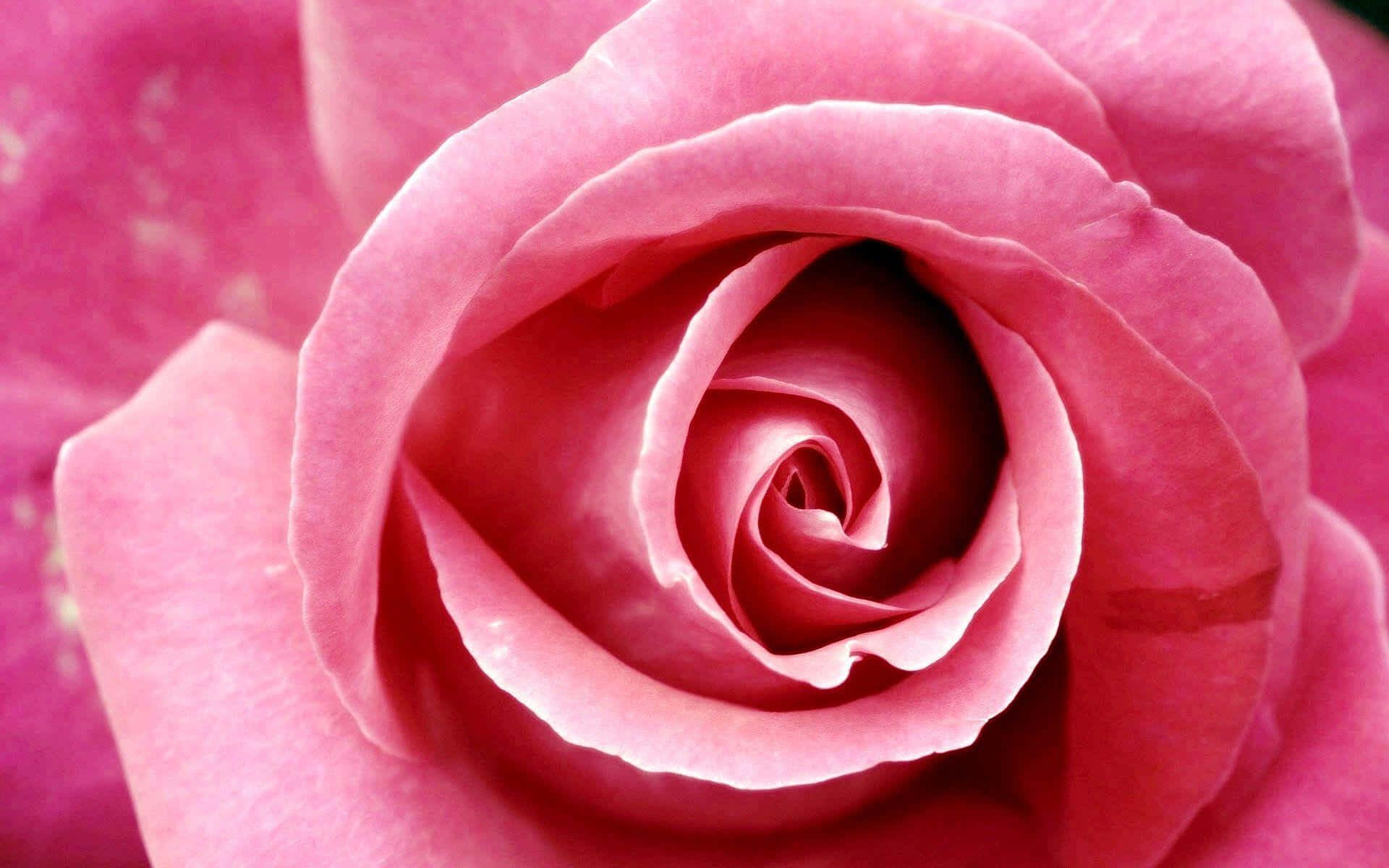 Rose Flower 桌布 壁紙 — 柔軟粉紅玫瑰的特寫，天鵝絨般的花瓣以完美對稱的方式向內螺旋。