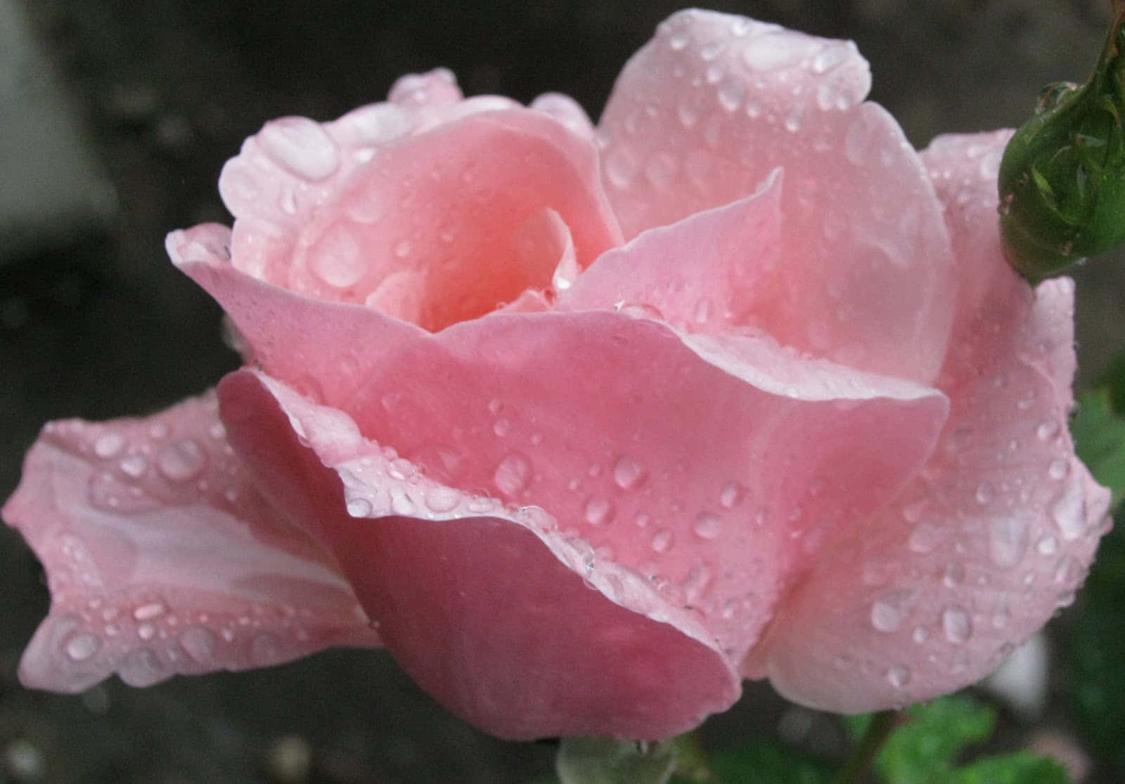 Rose In Rain 桌布 壁紙 — 柔軟粉紅玫瑰的特寫，嬌嫩花瓣上閃爍著水珠，背景是模糊的綠色。