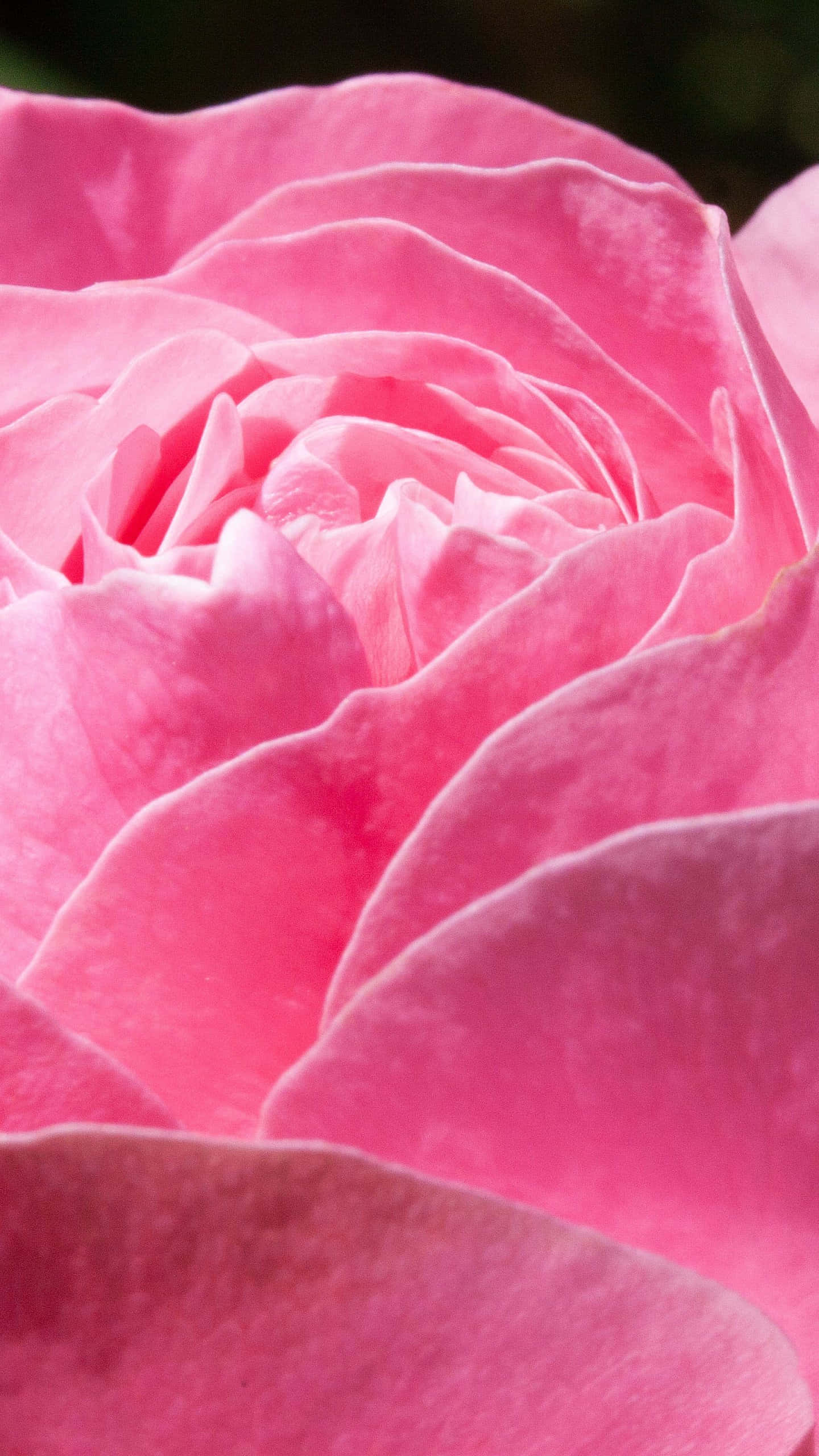 iPhone X Roses 桌布 壁紙 — 柔軟粉紅玫瑰的特寫，帶有天鵝絨般的花瓣，在模糊的綠色背景下以柔和的曲線展開。