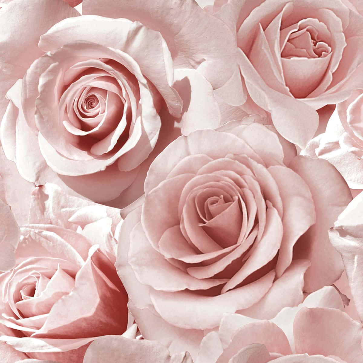 Roses 桌布 壁紙 — 柔軟粉紅玫瑰的特寫，帶有精緻層疊花瓣和柔和陰影，營造浪漫花卉質感。