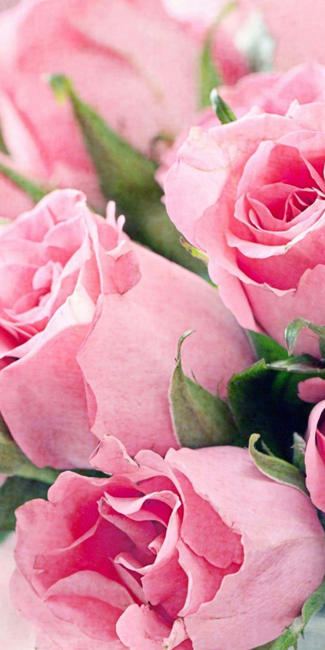 Pink Rose 桌布 壁紙 — 柔軟粉紅玫瑰的特寫，帶有精緻花瓣和綠色莖幹，焦點柔和。