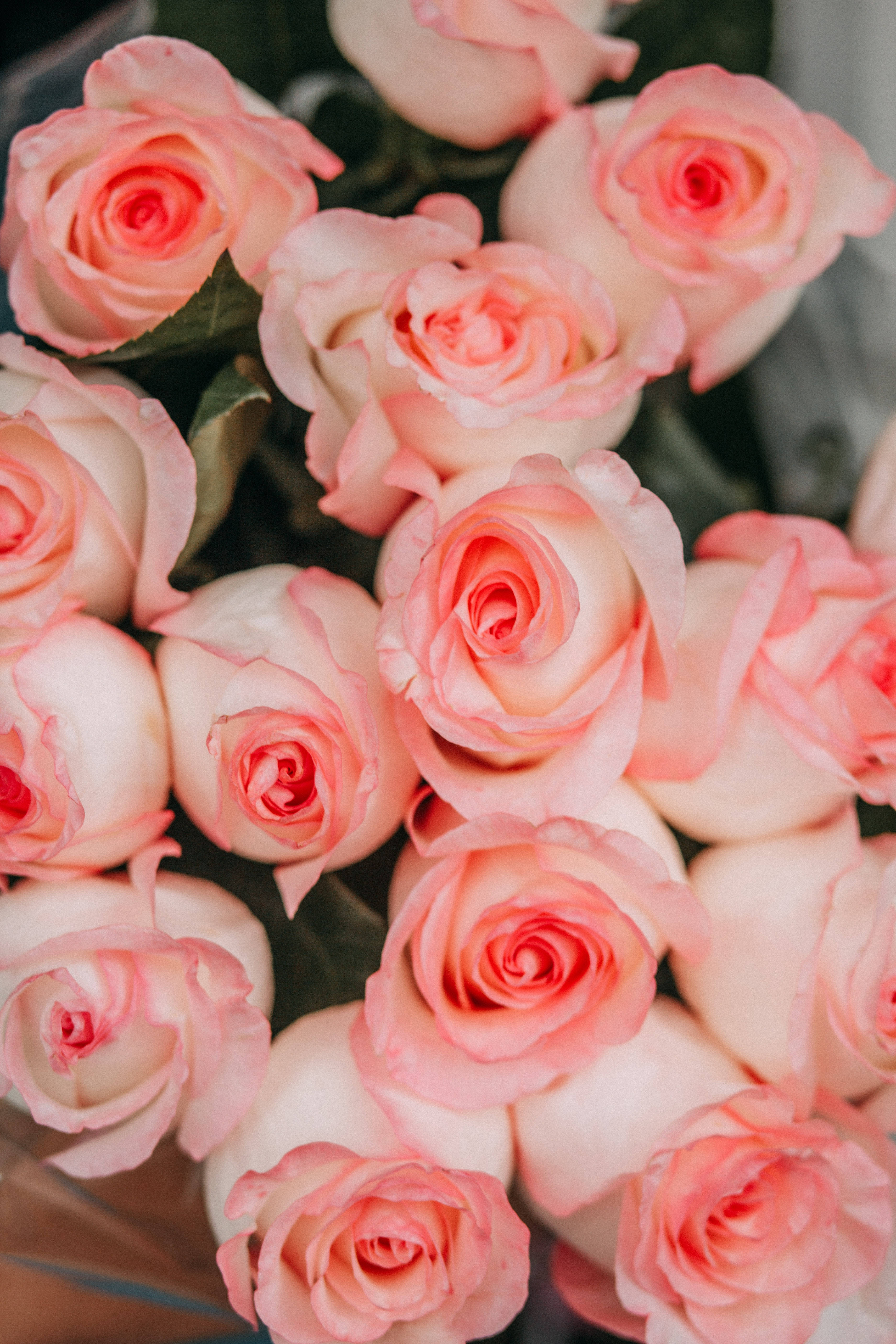 Roses 桌布 壁紙 — 柔軟粉紅玫瑰的特寫，帶有精緻花瓣和綠葉，在柔和自然光下。