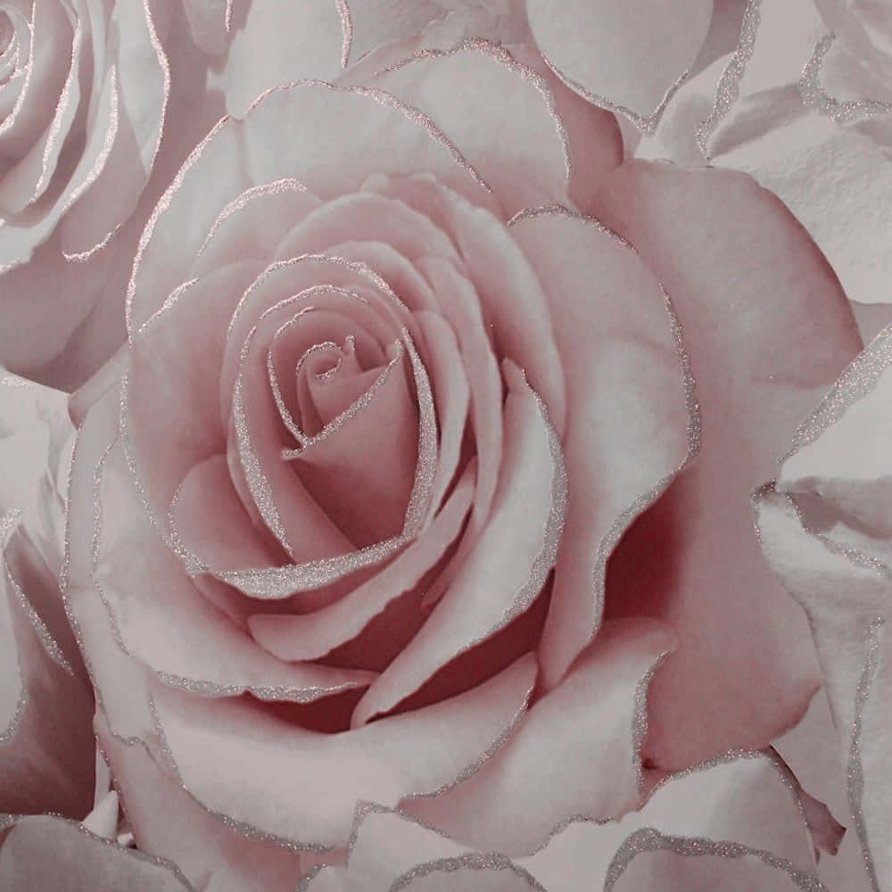 Rose Pattern 桌布 壁紙 — 柔軟粉紅玫瑰的特寫，帶有閃爍銀色邊緣，營造出精緻奢華的花卉圖案。
