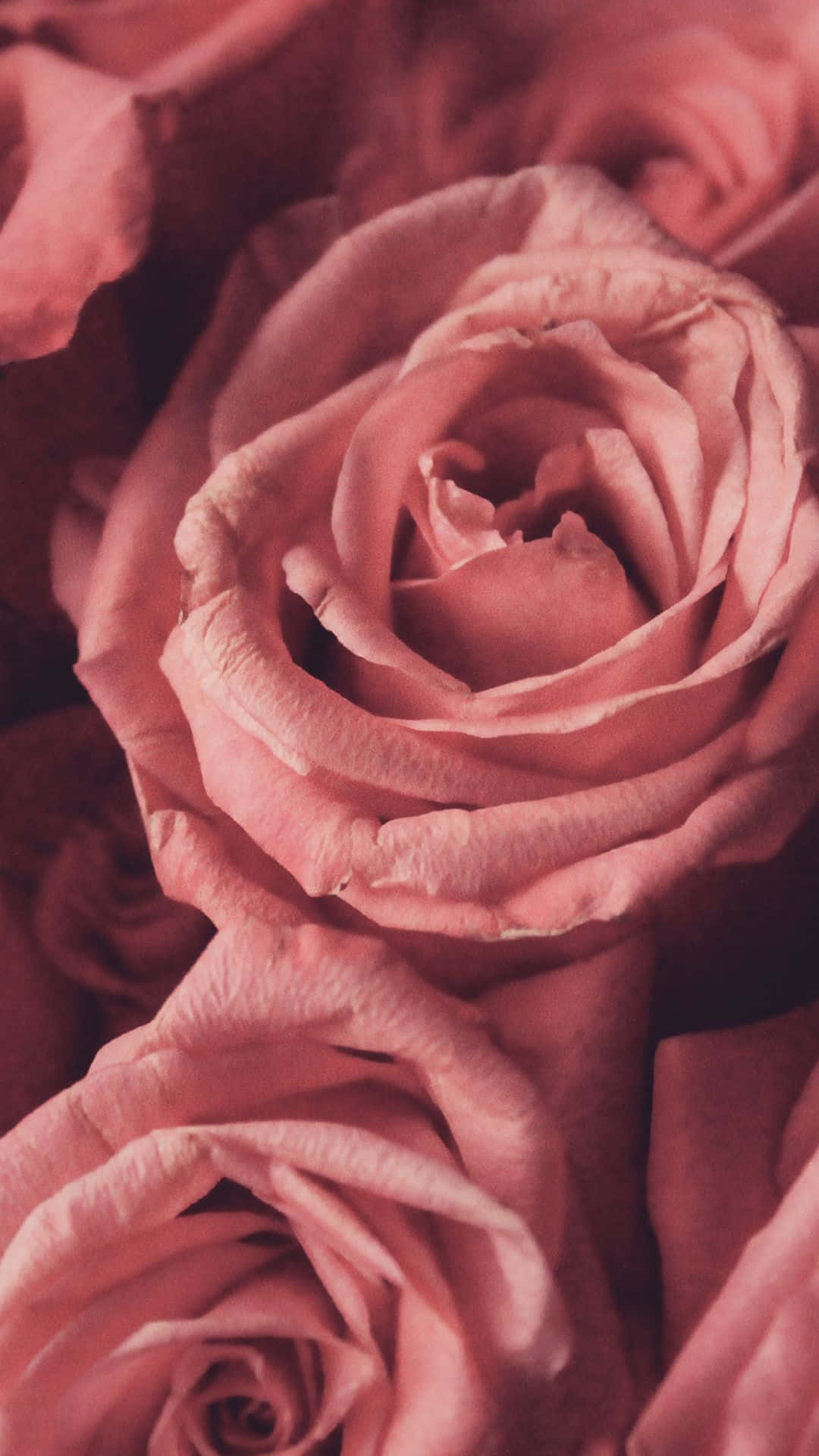 HD Rose 桌布 壁紙 — 柔軟粉紅玫瑰的特寫，精緻層層花瓣沐浴在溫暖的環境光中。