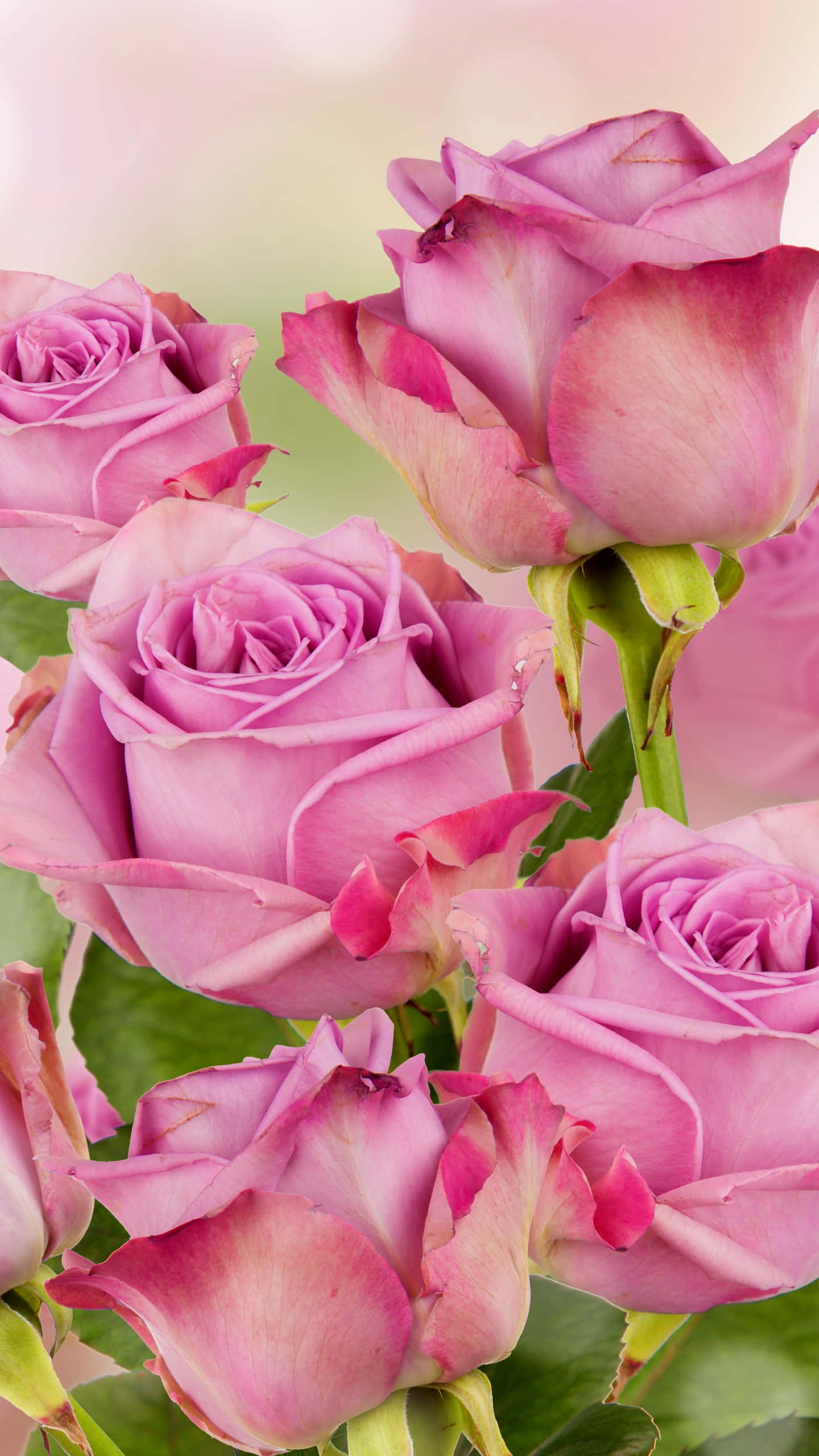 Pink Rose 桌布 壁紙 — 柔軟粉紅玫瑰的特寫，花瓣精緻，綠色莖部，背景是模糊的柔和色調。