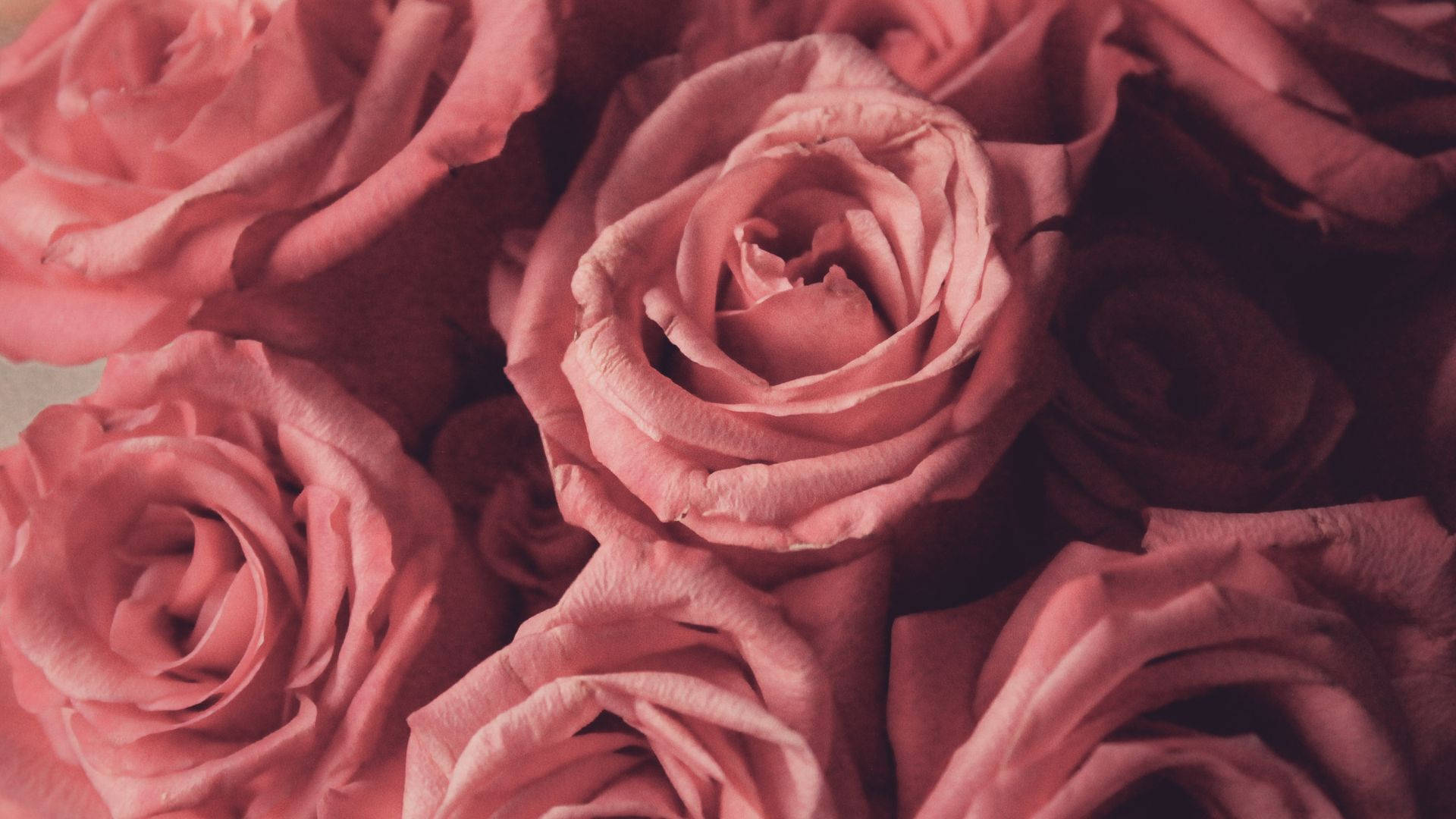 Rose Flower 桌布 壁紙 — 柔軟粉紅玫瑰的特寫，花瓣細膩，陰影柔和，營造出浪漫而寧靜的氛圍。