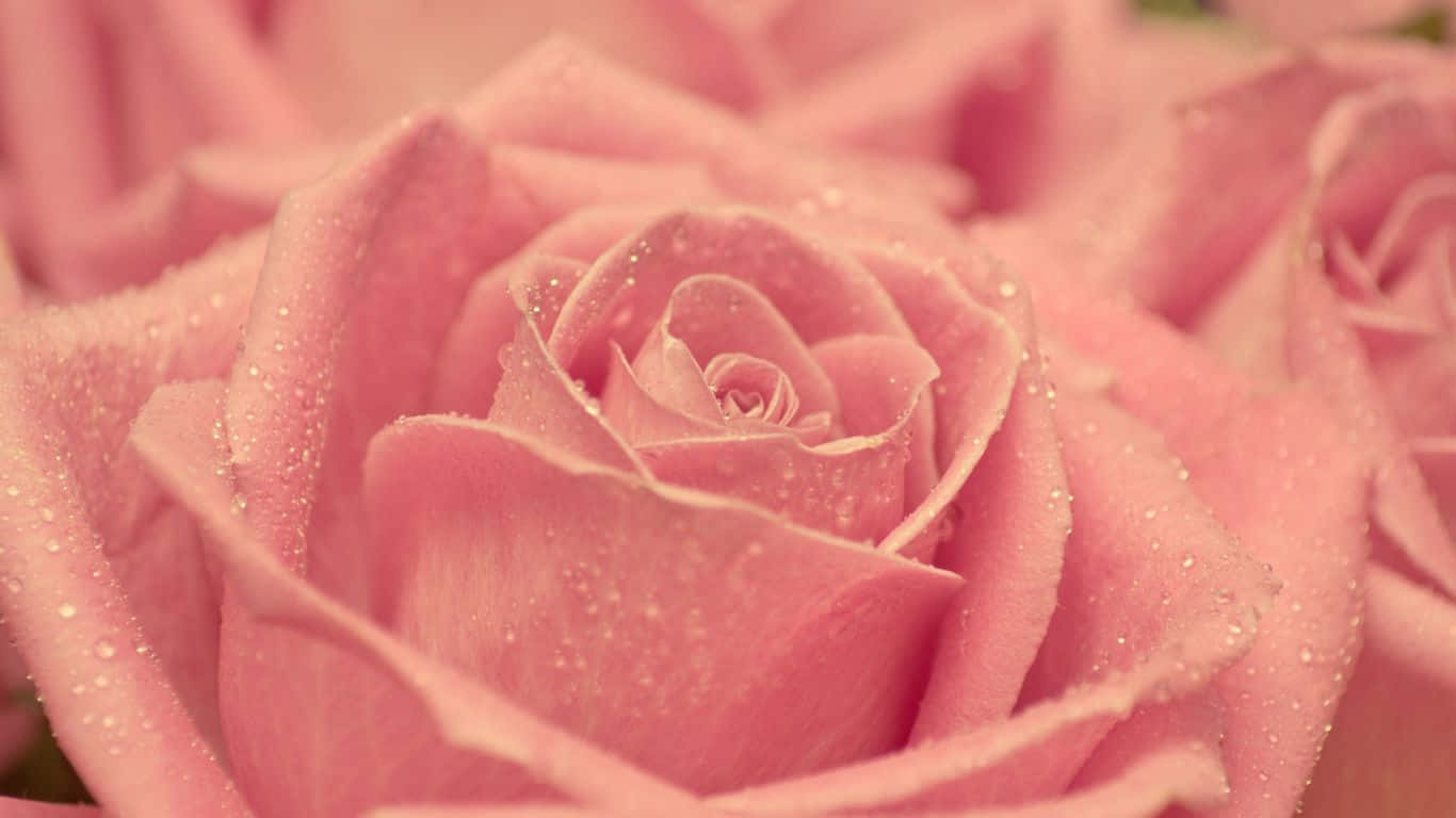1366x768 Roses 桌布 壁紙 — 柔軟粉紅玫瑰的特寫，露珠在其精緻花瓣上閃閃發光。