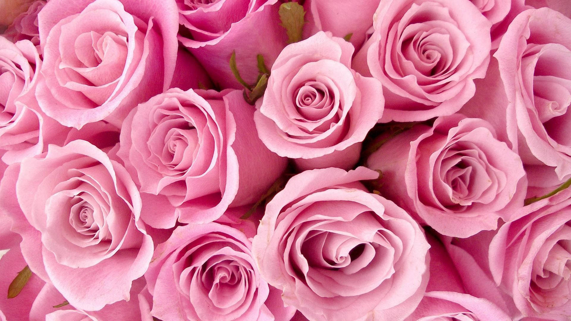 Roses Desktop 桌布 壁紙 — 柔軟粉紅玫瑰的茂密特寫，帶有精緻層層花瓣和微妙的綠色莖幹。