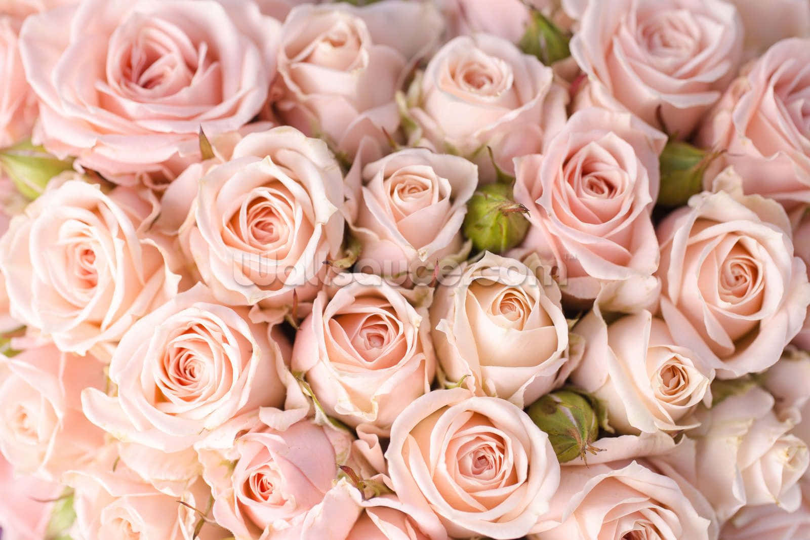 Pink Roses 桌布 壁紙 — 柔軟粉紅玫瑰的茂密特寫，精緻花瓣和綠色花蕾營造浪漫花卉質感。