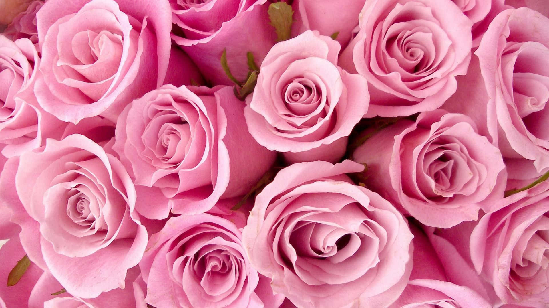 Roses 桌布 壁紙 — 柔軟粉紅玫瑰的茂盛特寫，帶有精緻層疊花瓣和微妙的綠色莖幹。