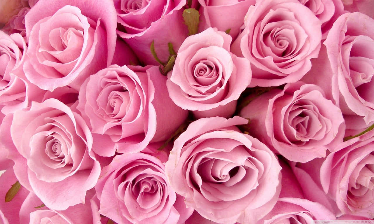 1280x768 Rose 桌布 壁紙 — 柔軟粉紅玫瑰的茂盛特寫，帶有精緻層層花瓣和微妙的綠色莖幹。
