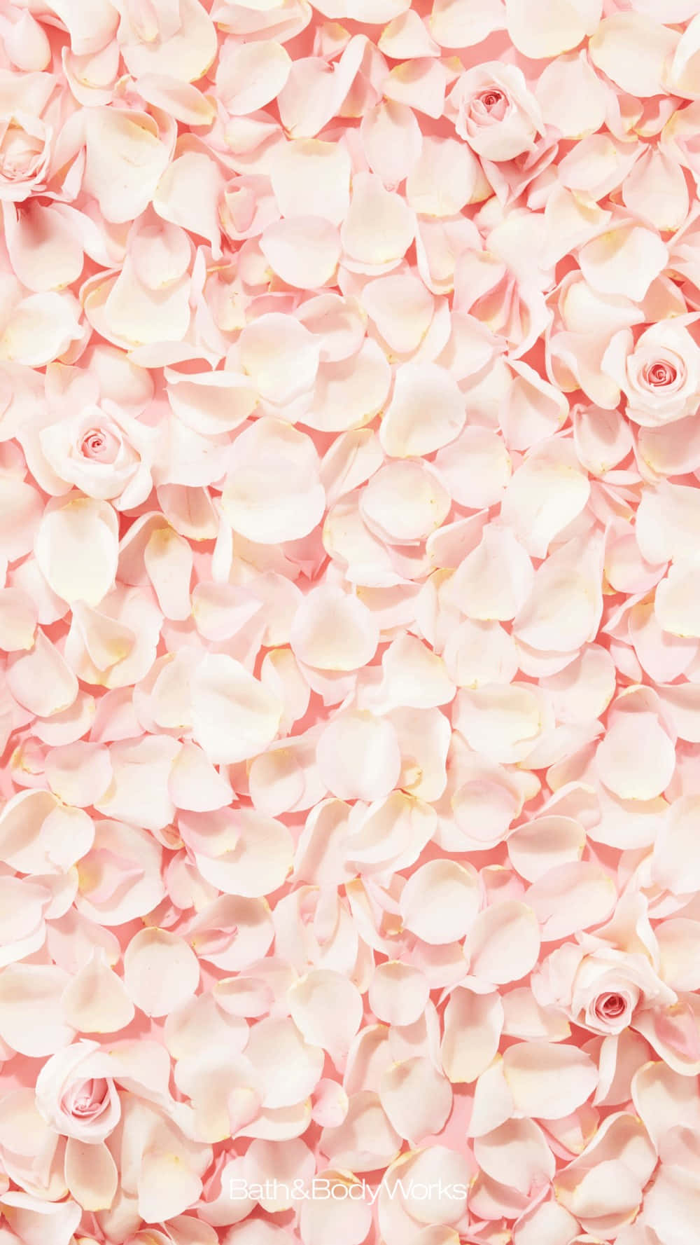 Rose Petal 桌布 壁紙 — 柔軟粉紅玫瑰花瓣壁紙，散落的花朵和柔和漸變，營造浪漫精緻的美感。