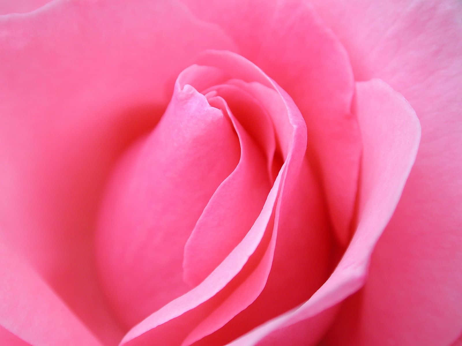 Pink Roses 桌布 壁紙 — 柔軟粉紅玫瑰花蕾的特寫，展現出細膩分層的花瓣，帶有柔和漸變和微妙陰影。