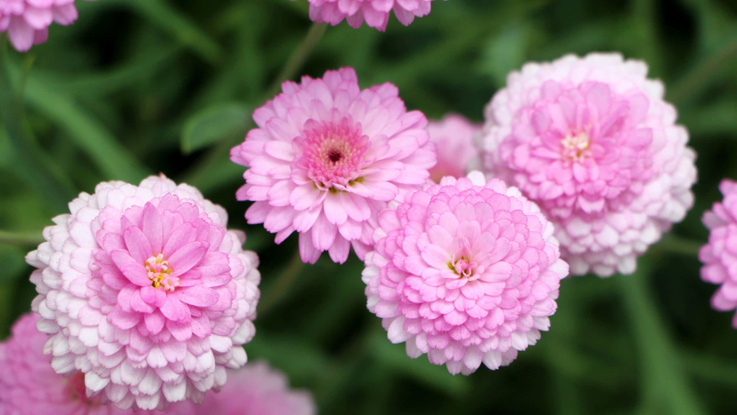 Pink Chrysanthemums 桌布 壁紙 — 柔軟粉紅百日菊的特寫，花瓣細膩層疊，背景是模糊的綠色葉叢。