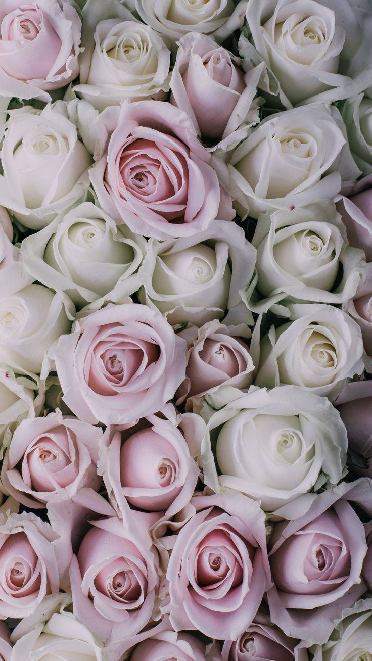 Rose iPhone 桌布 壁紙 — 柔軟粉紅與奶油白色玫瑰的密集特寫，帶有精緻花瓣與柔和陰影。
