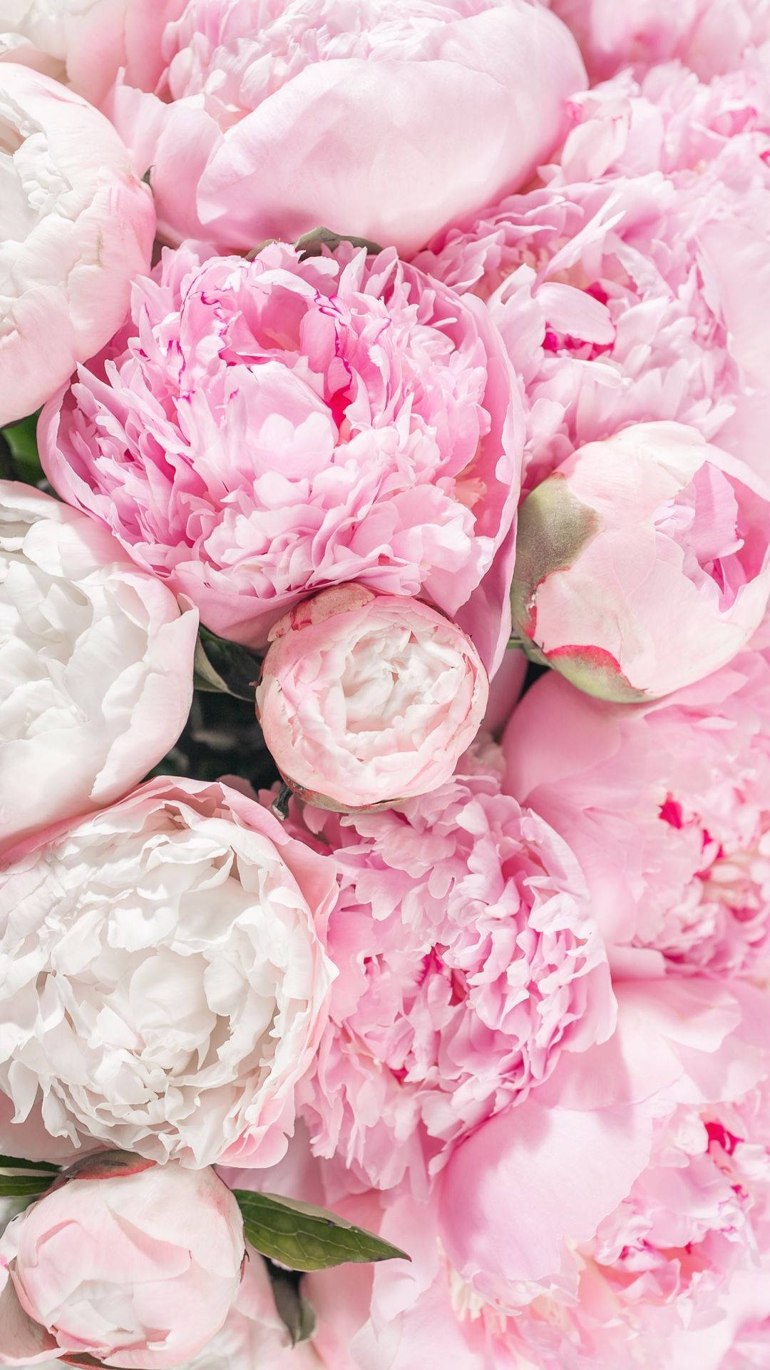 Peony 桌布 壁紙 — 柔軟粉紅與白色牡丹的茂密特寫，帶有精緻層層花瓣與細微綠葉。