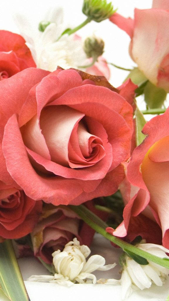 花 iPhone 桌布 壁紙 — 柔軟粉紅與白色玫瑰的特寫，帶有精緻花瓣和綠色莖幹，襯以明亮白色背景。