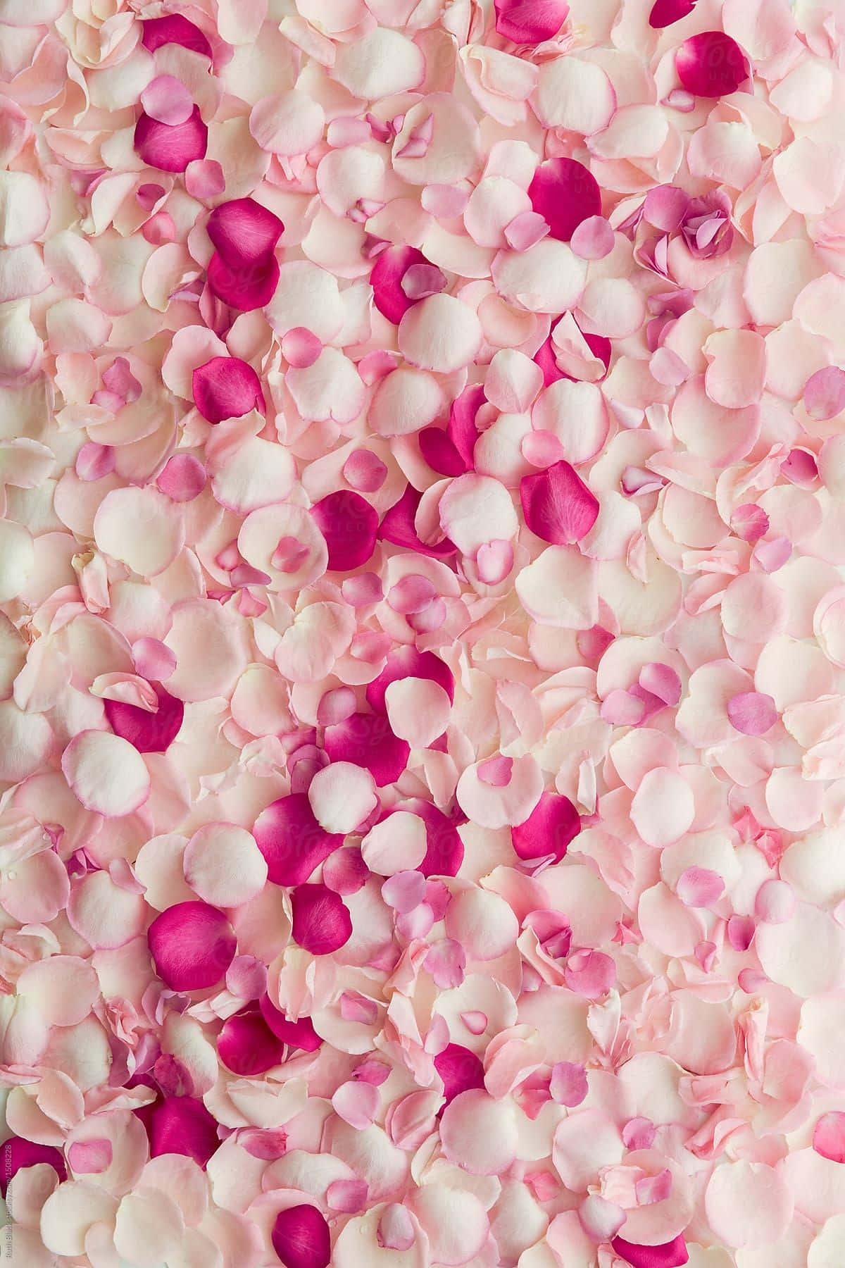 Rose Petal 桌布 壁紙 — 柔軟粉紅與鮮豔洋紅玫瑰花瓣形成的密集地毯，營造出浪漫而細緻的花卉紋理。