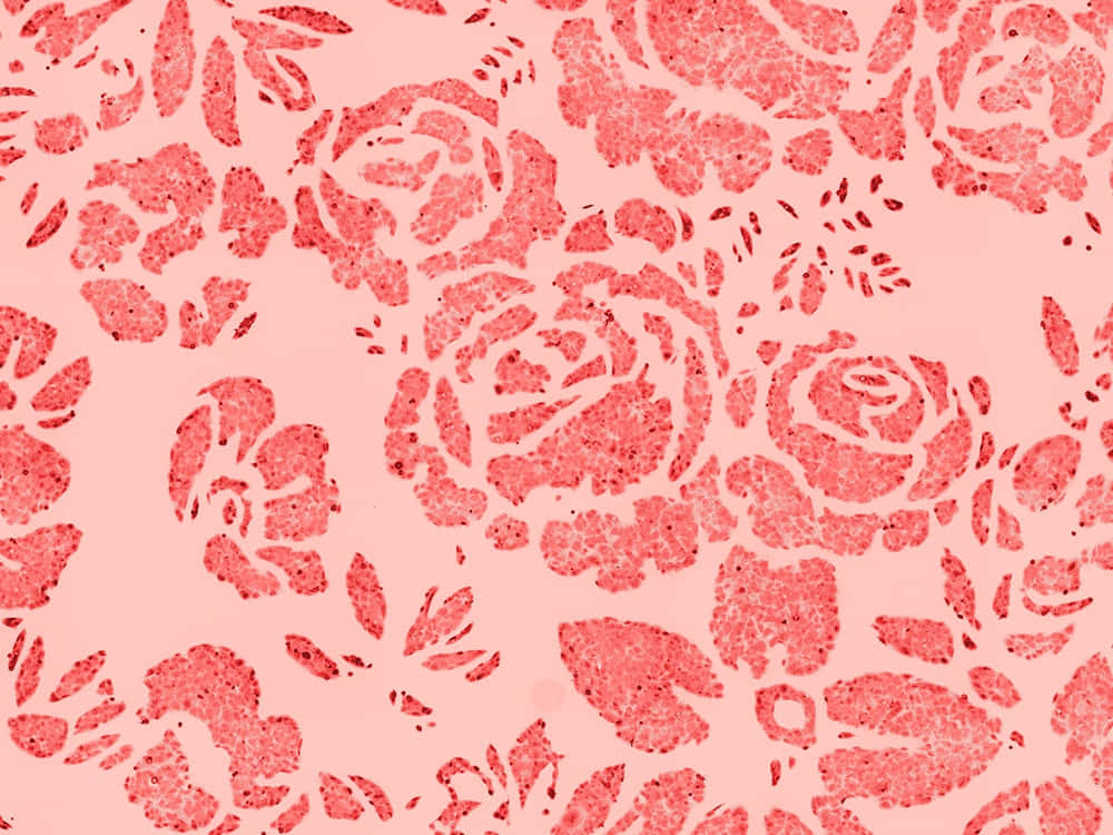 Beautiful Pattern 桌布 壁紙 — 柔軟粉紅色壁紙，帶有紋理紅色玫瑰圖案的重複花卉設計。