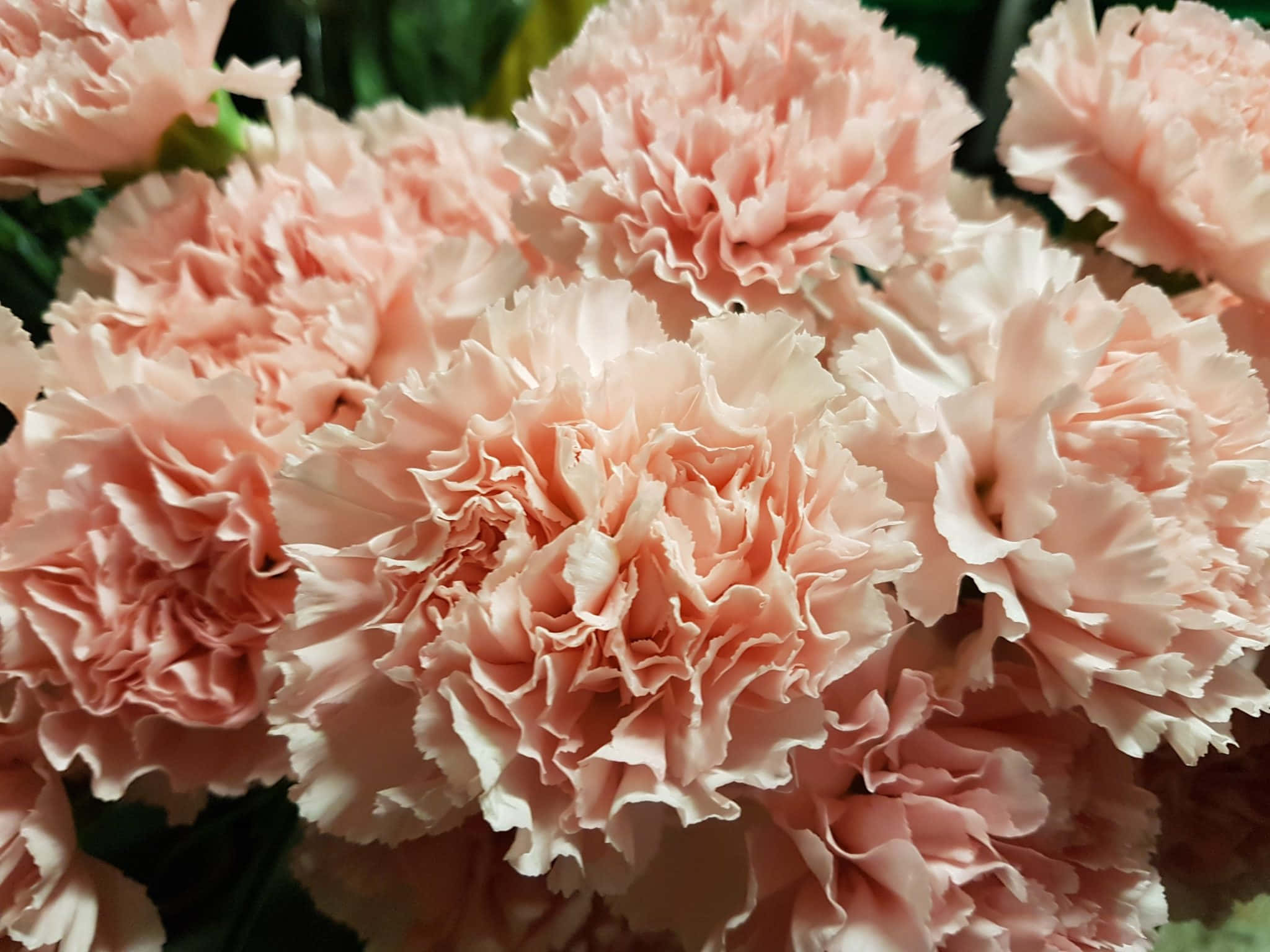 康乃馨 桌布 壁紙 — 柔軟粉紅色康乃馨的特寫，帶有褶皺花瓣和背景中微妙的綠色葉子。