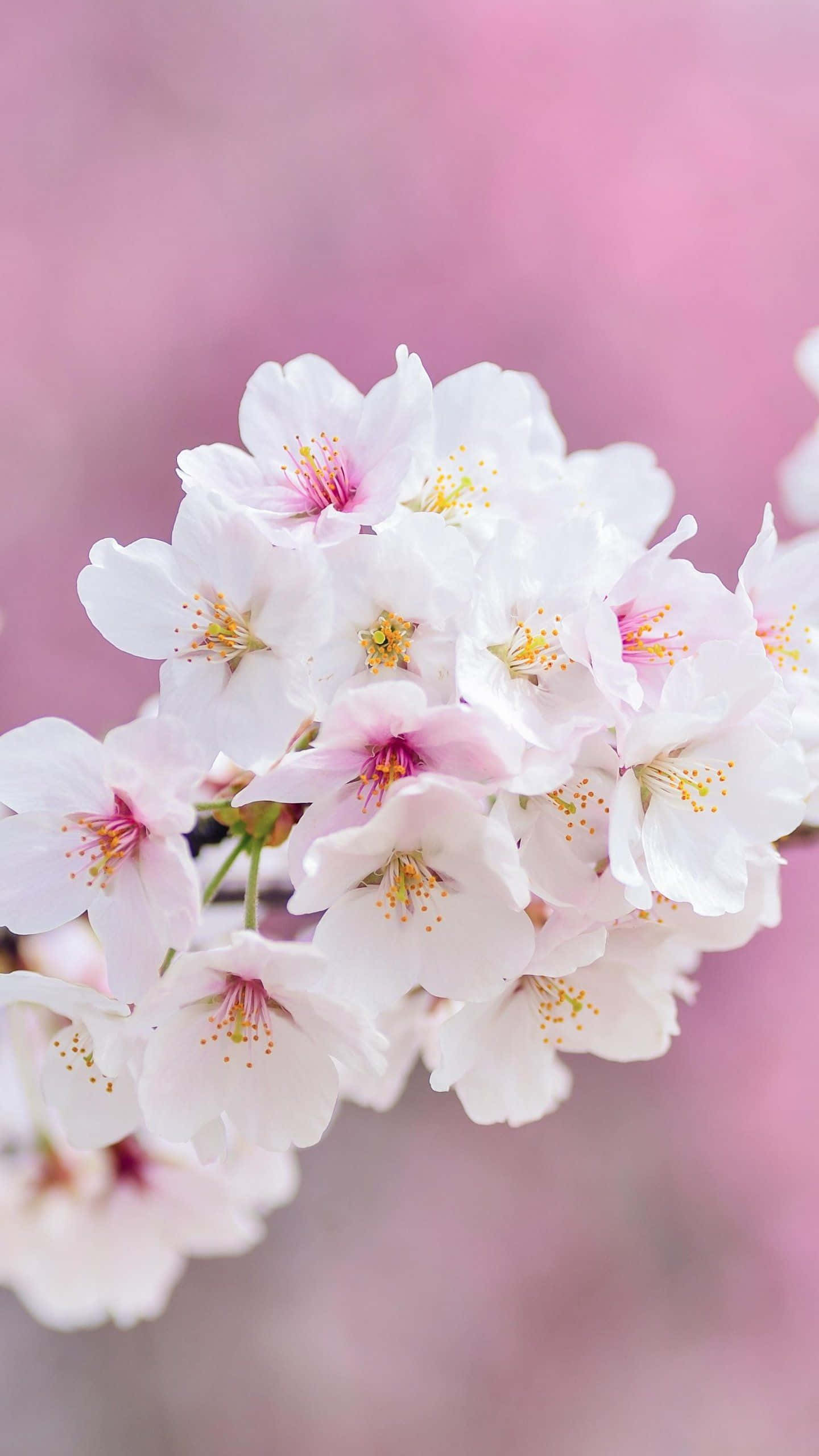 Spring Bloom 桌布 壁紙 — 柔軟粉紅色模糊背景上，帶有粉紅色中心和黃色雄蕊的細膩白色櫻花的特寫。
